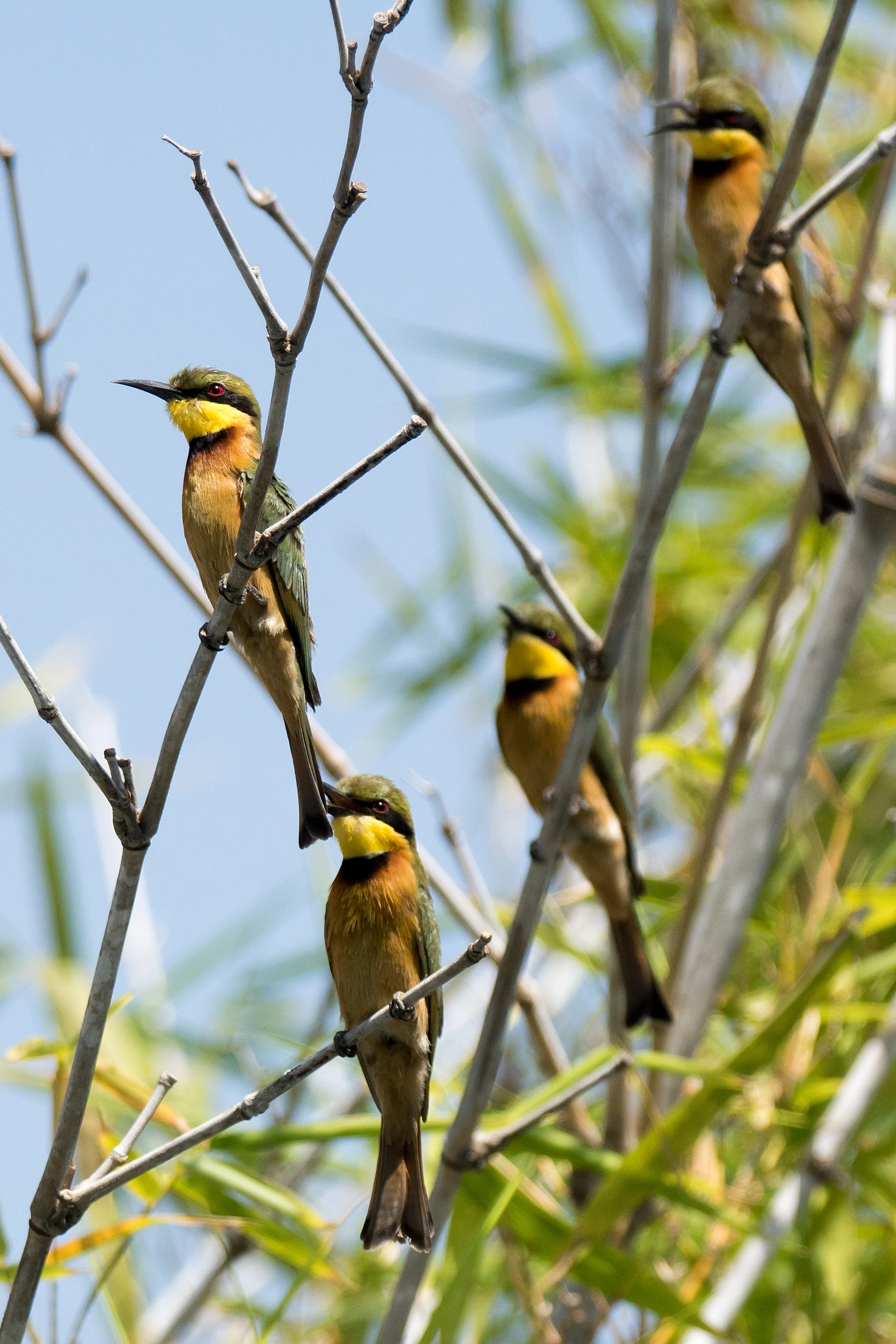 Little Bee-eater, Mandina Lodge, The Gambia — photo by Jim Bennett