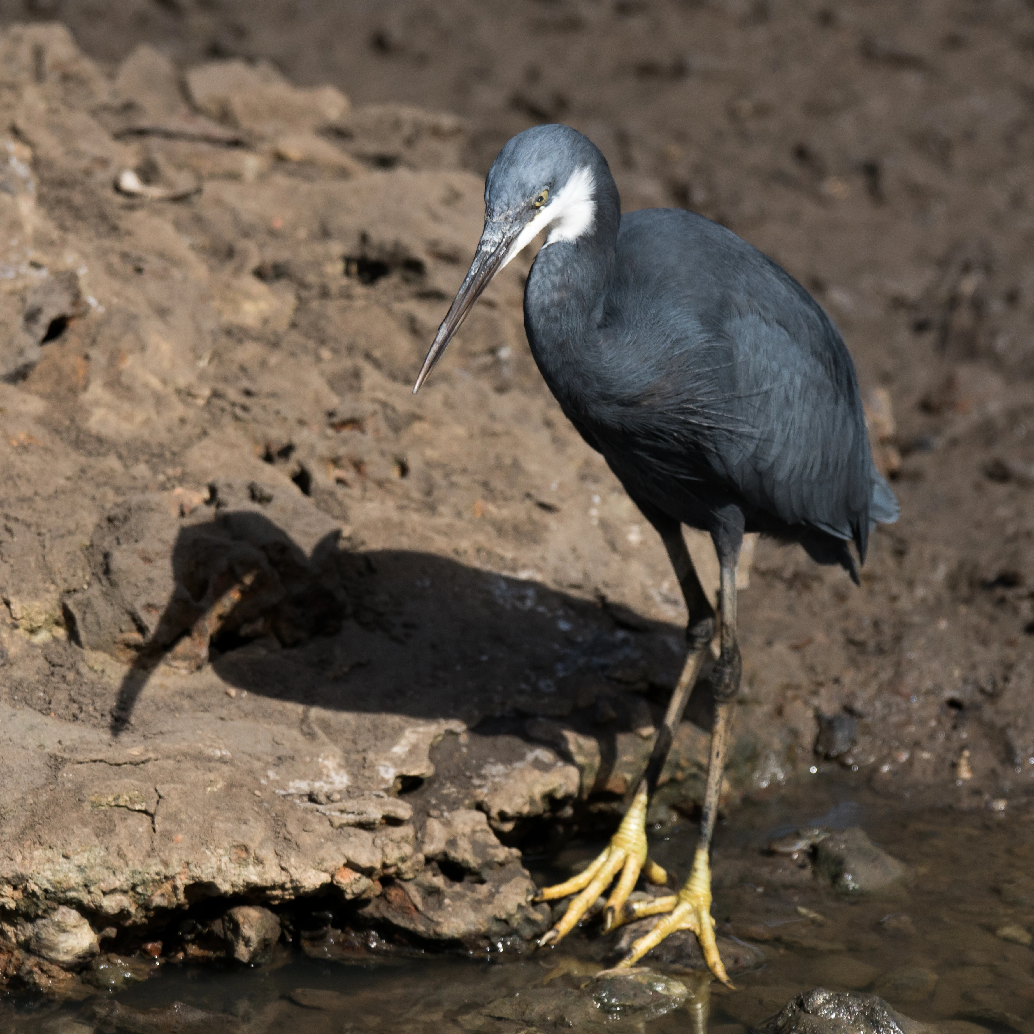 Western Reef Heron, Mandina Lodge, The Gambia — photo by Jim Bennett
