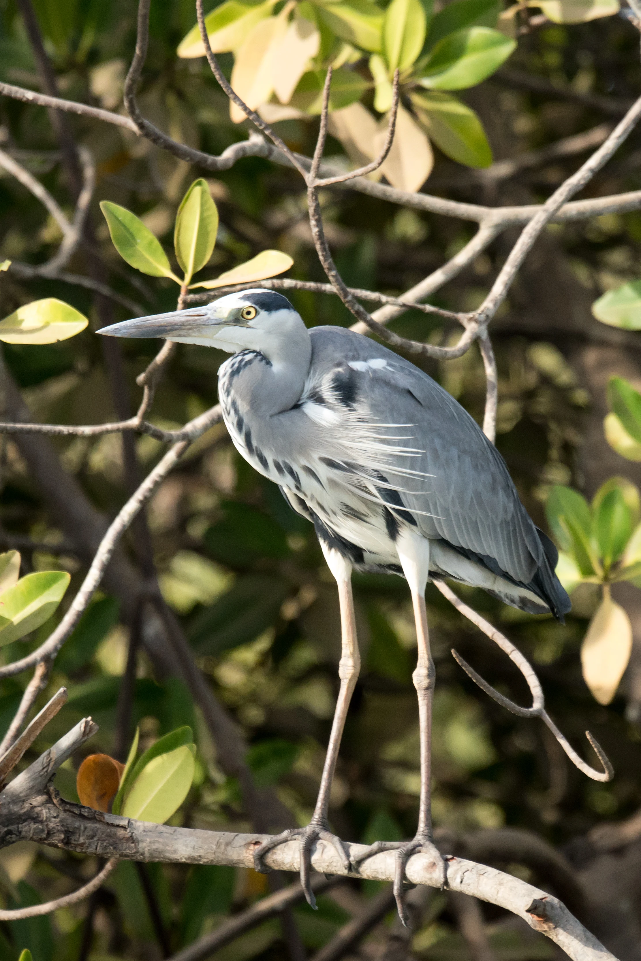 Grey Heron, The Gambia — photo by Jim Bennett