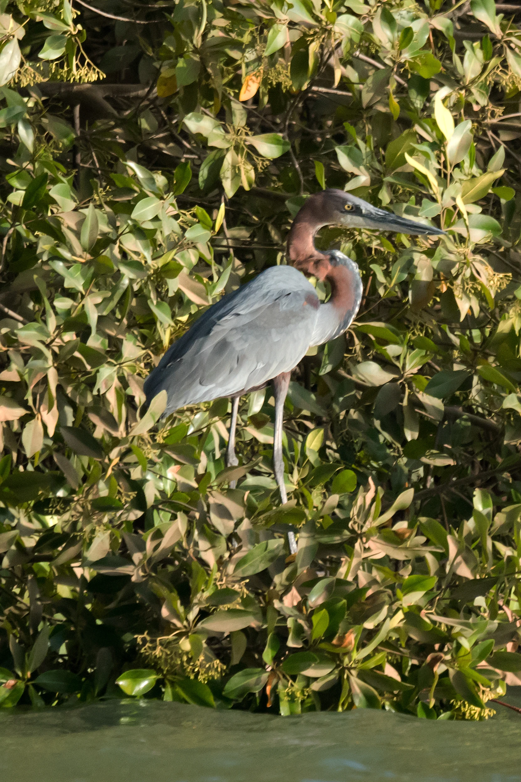 Goliath Heron, The Gambia — photo by Jim Bennett