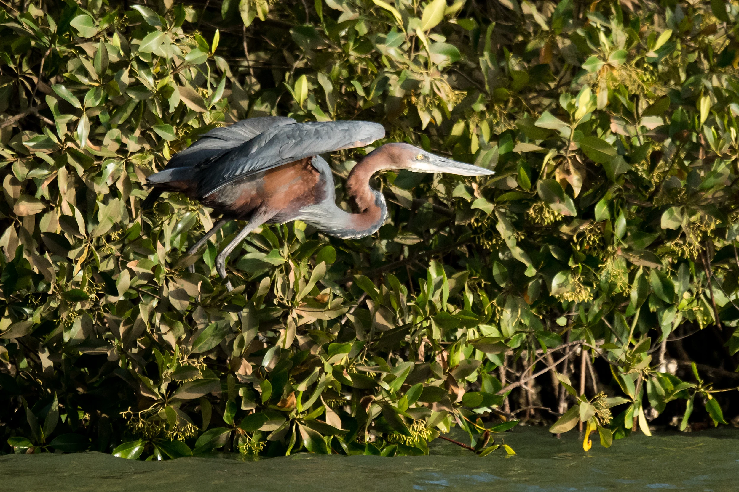 Goliath Heron, The Gambia — photo by Jim Bennett