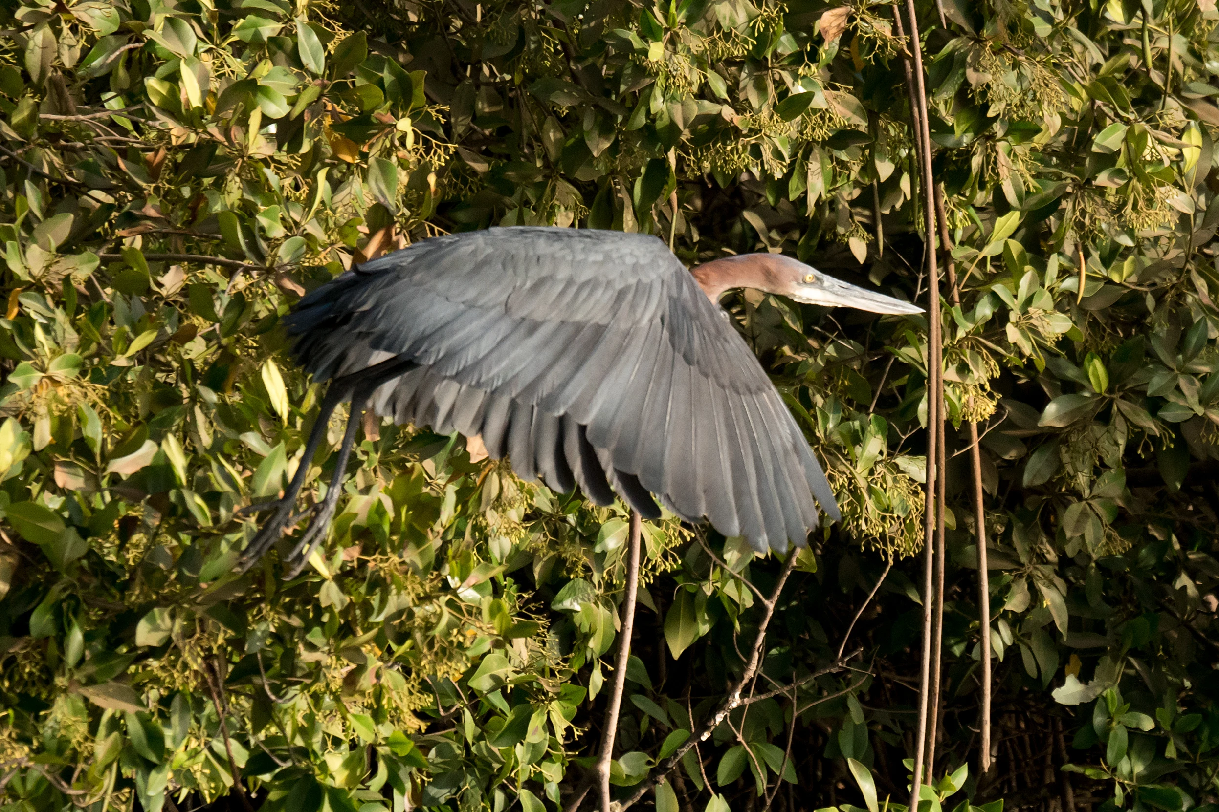 Goliath Heron, The Gambia — photo by Jim Bennett