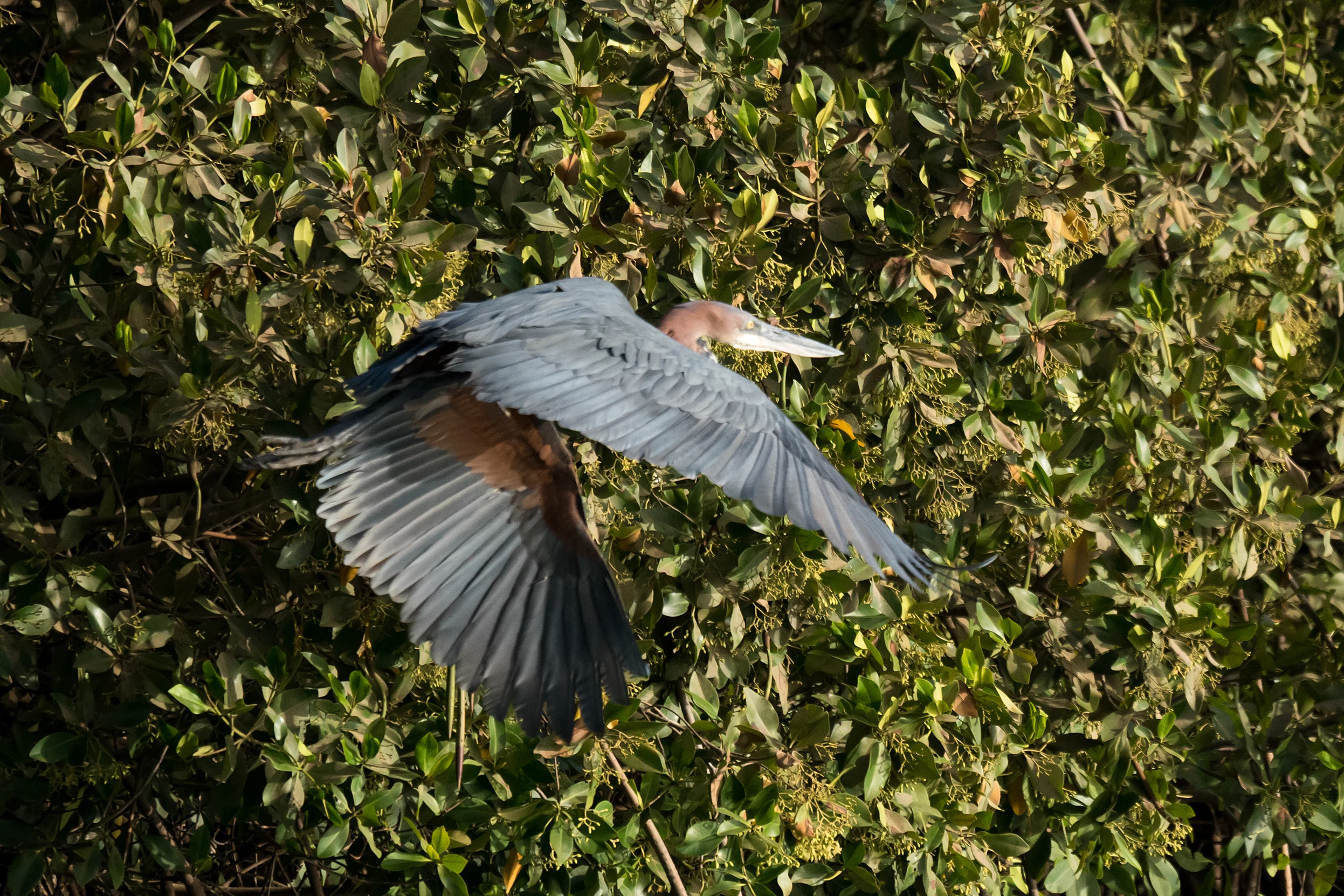 Goliath Heron, The Gambia — photo by Jim Bennett