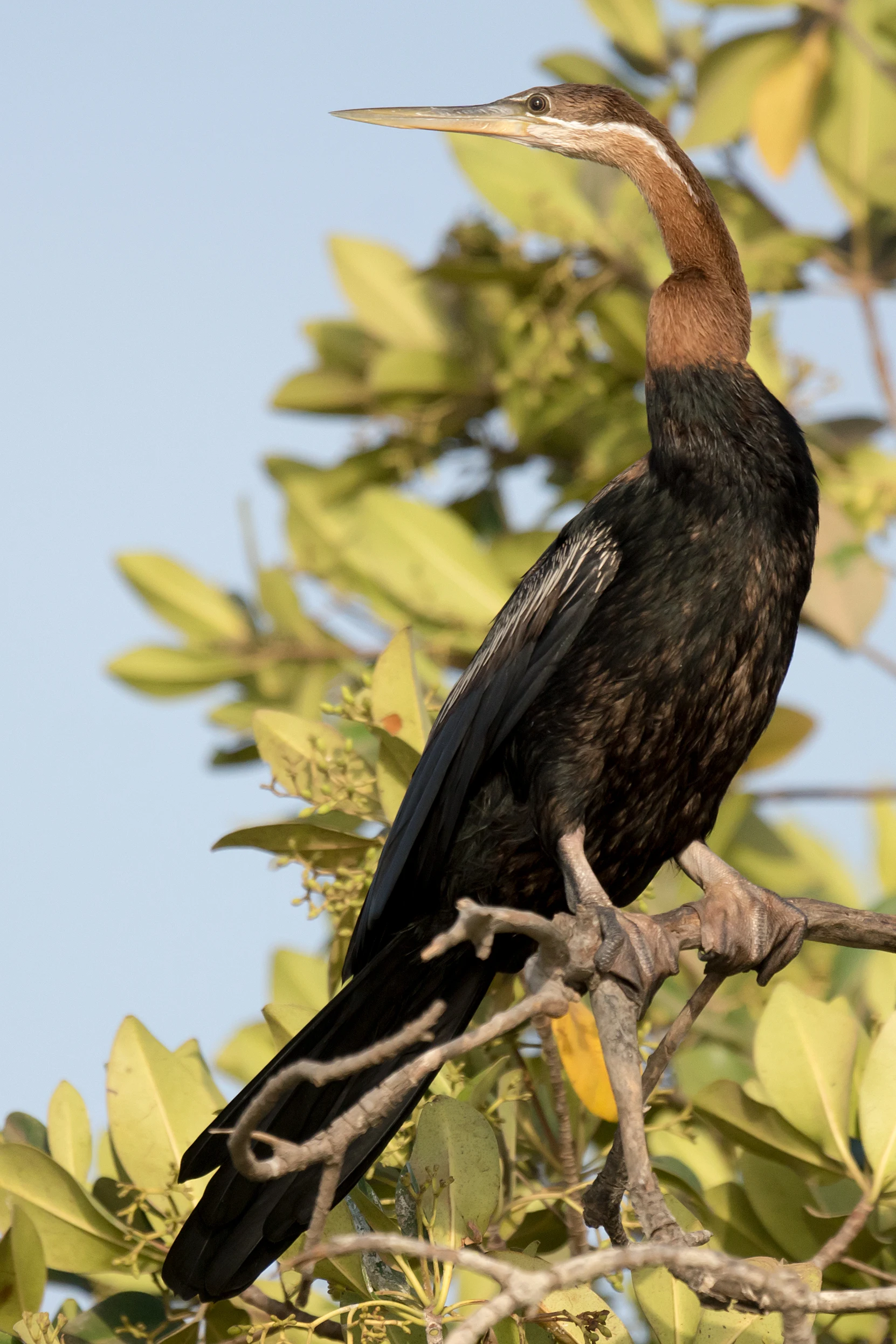 African Darter, The Gambia — photo by Jim Bennett