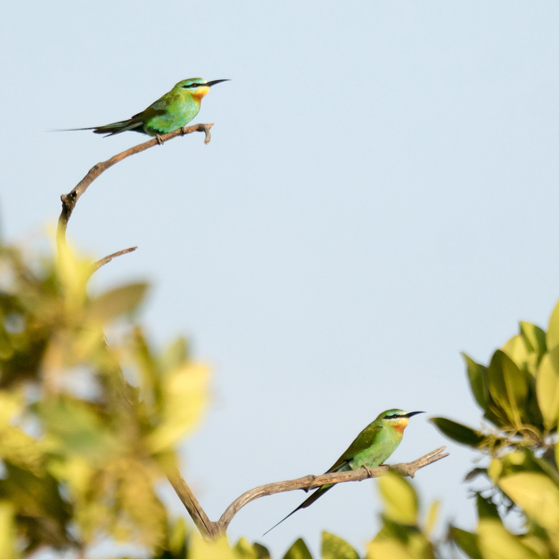 Blue-cheeked Bee-eater, The Gambia — photo by Jim Bennett