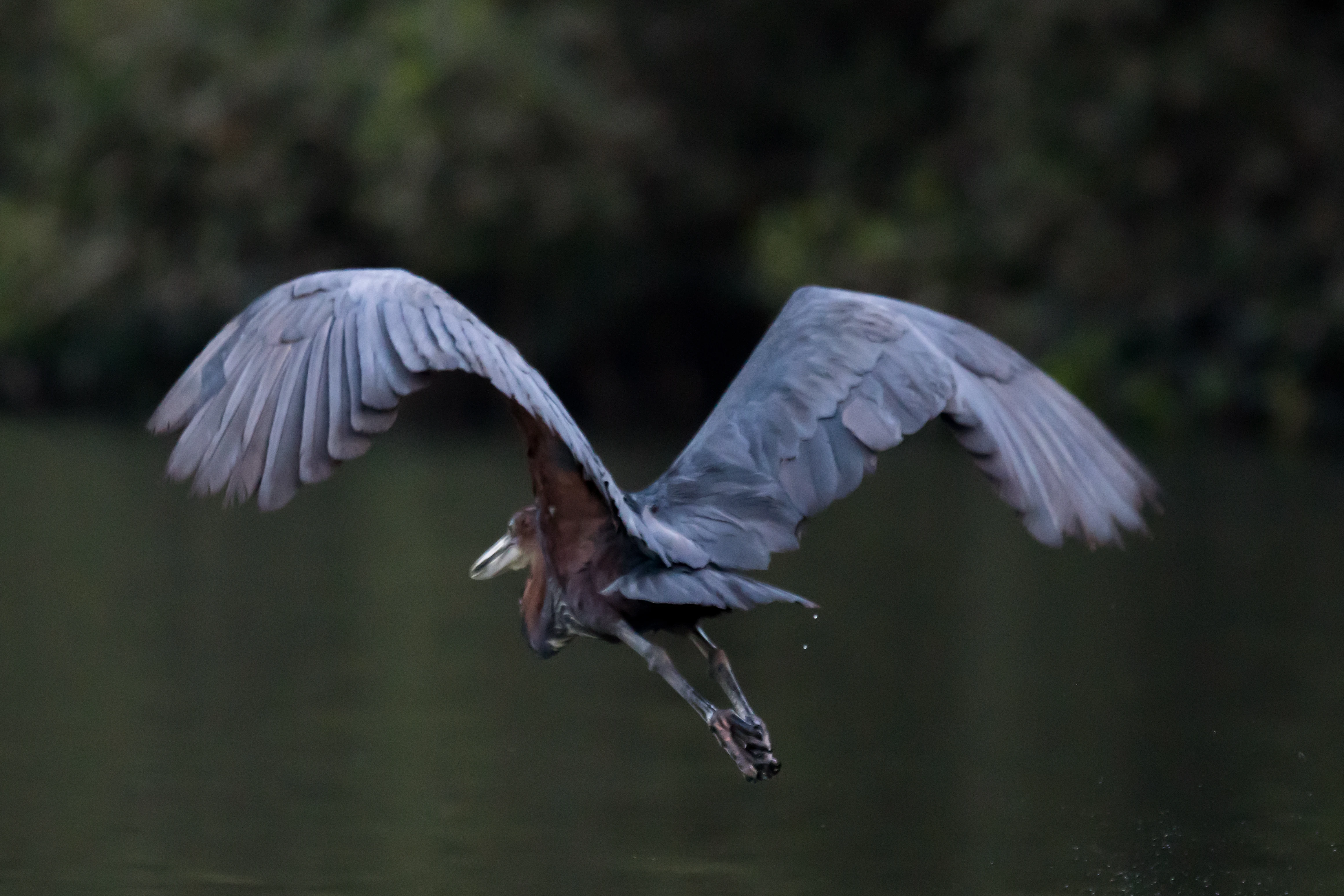 Goliath Heron, The Gambia — photo by Jim Bennett