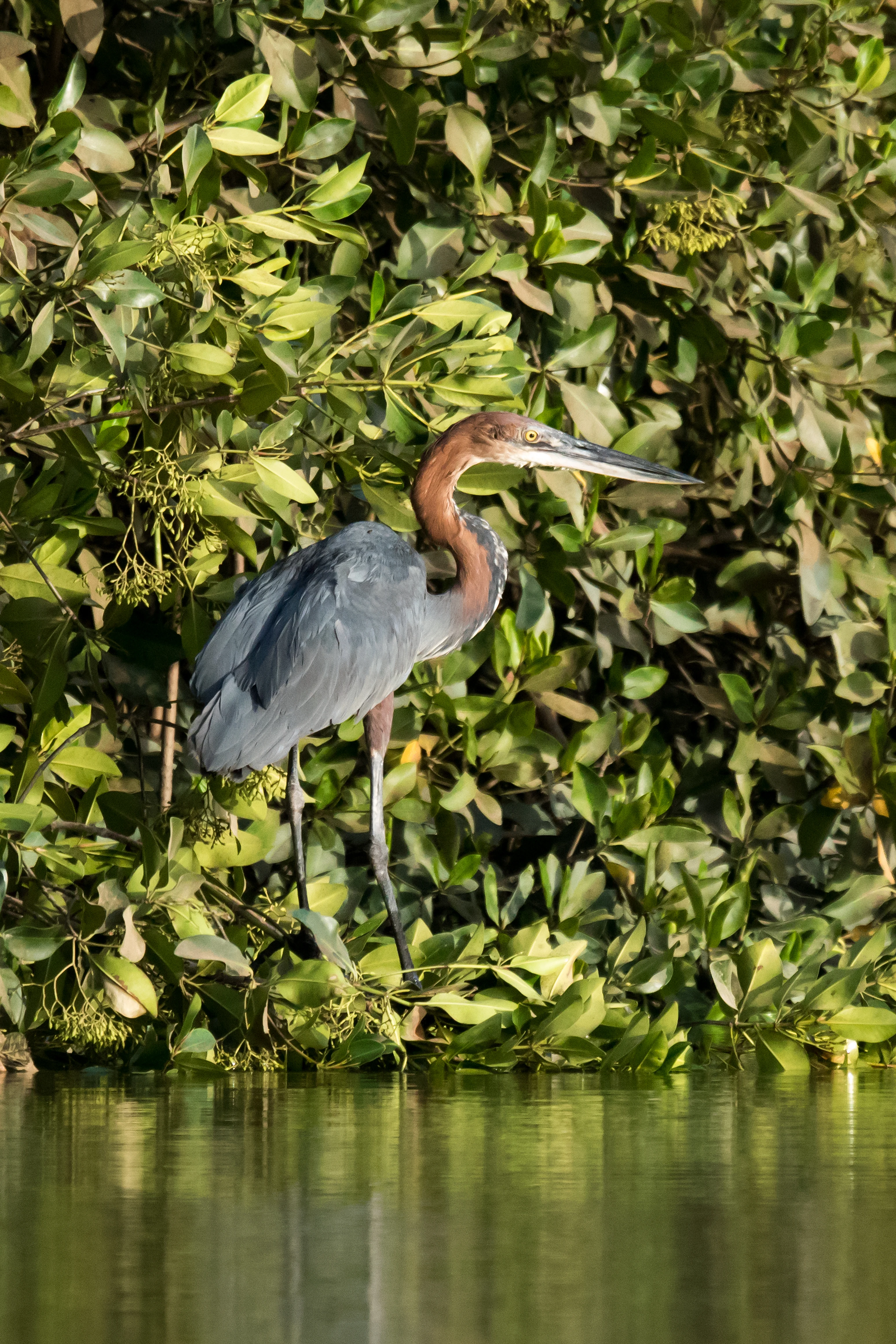 Goliath Heron, The Gambia — photo by Jim Bennett