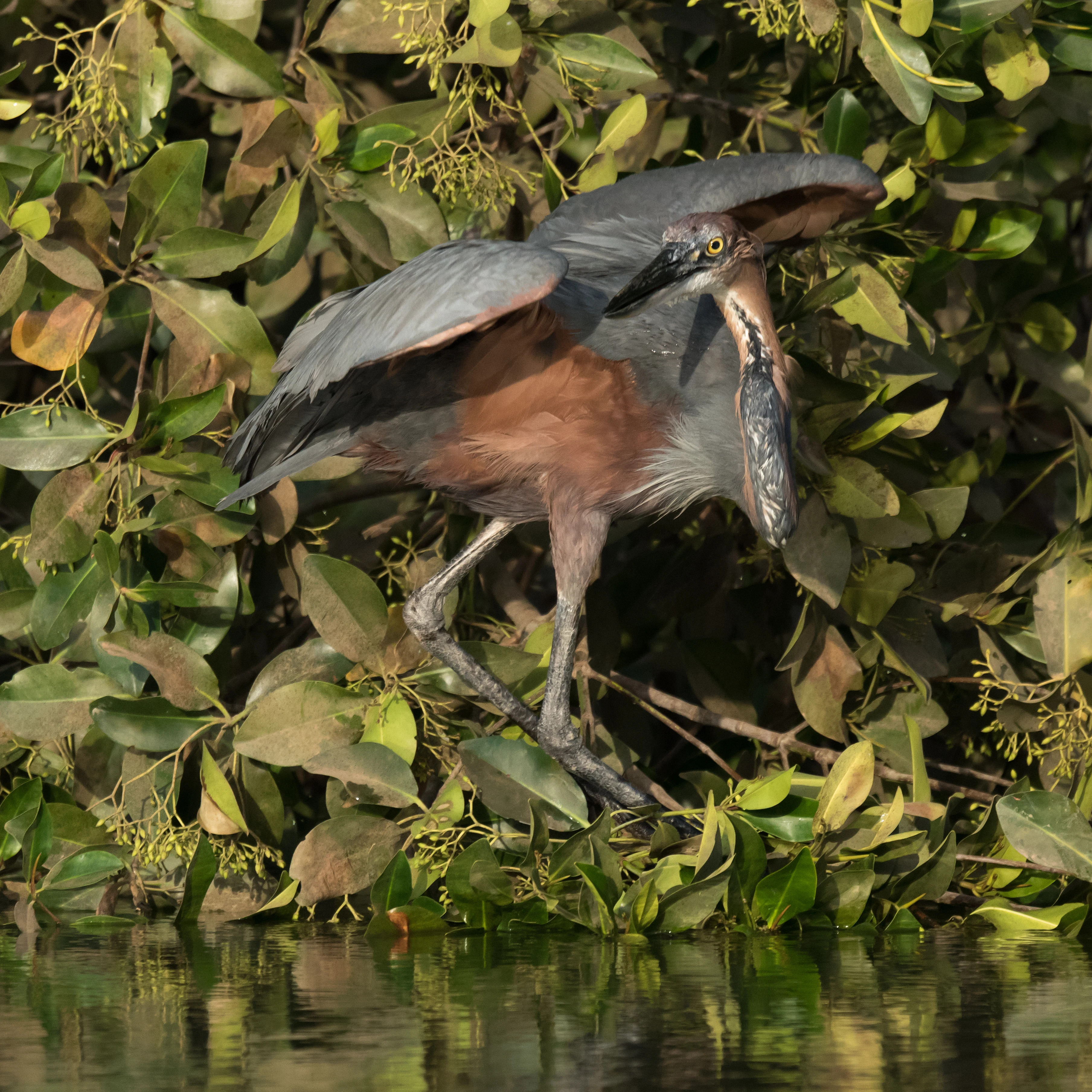 Goliath Heron, The Gambia — photo by Jim Bennett