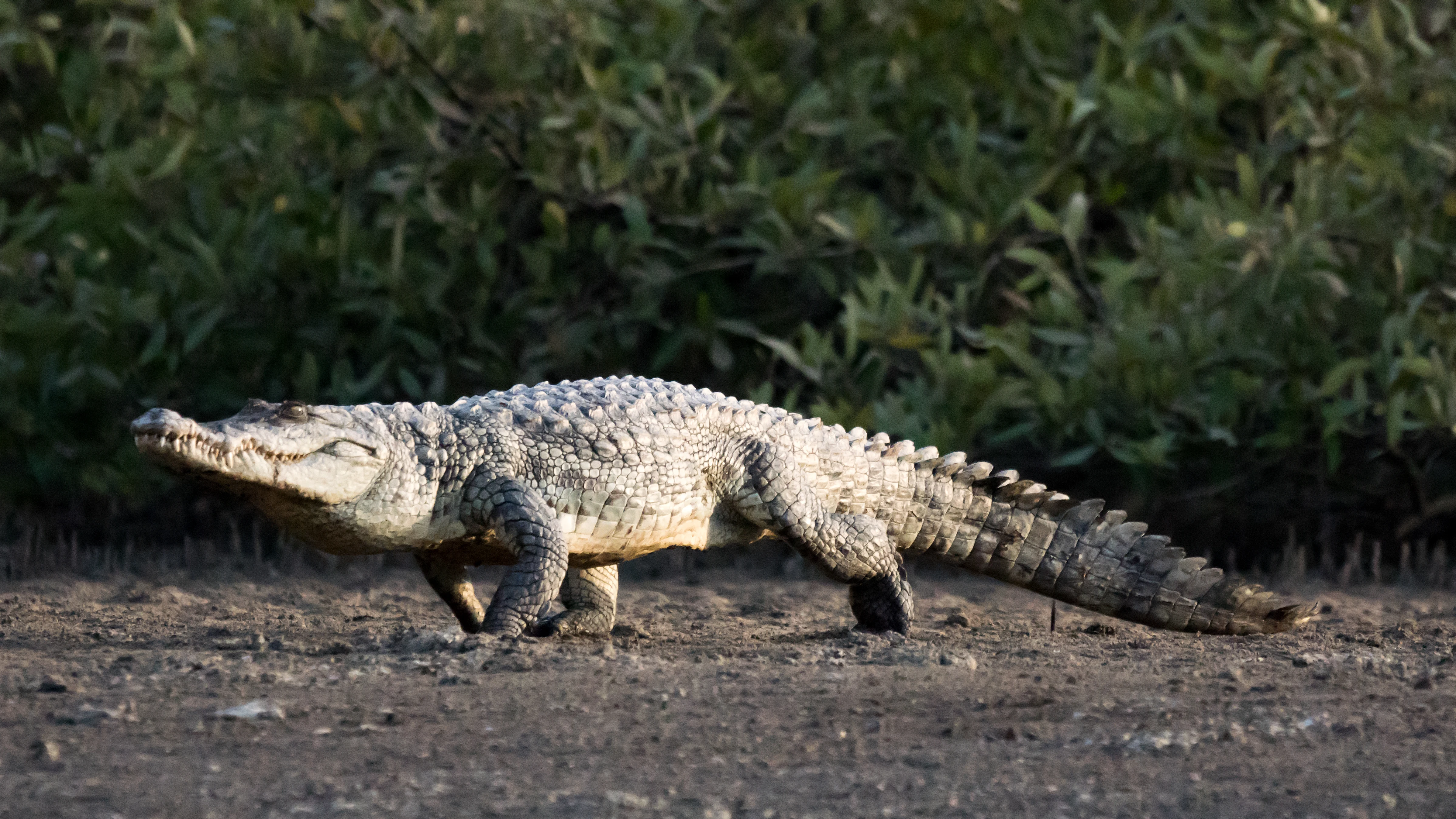 West African Nile Crocodile, The Gambia — photo by Jim Bennett