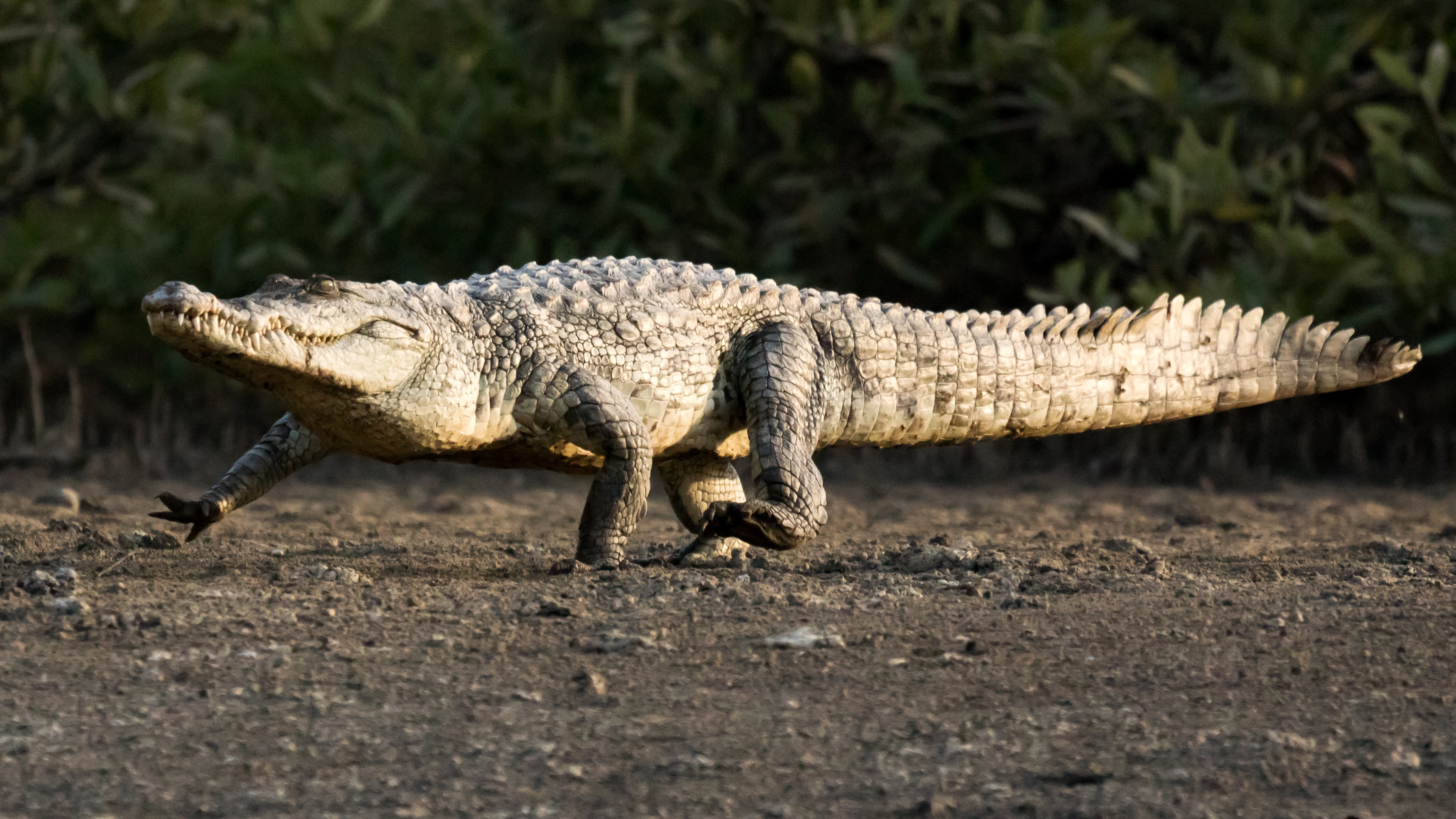 West African Nile Crocodile, The Gambia — photo by Jim Bennett