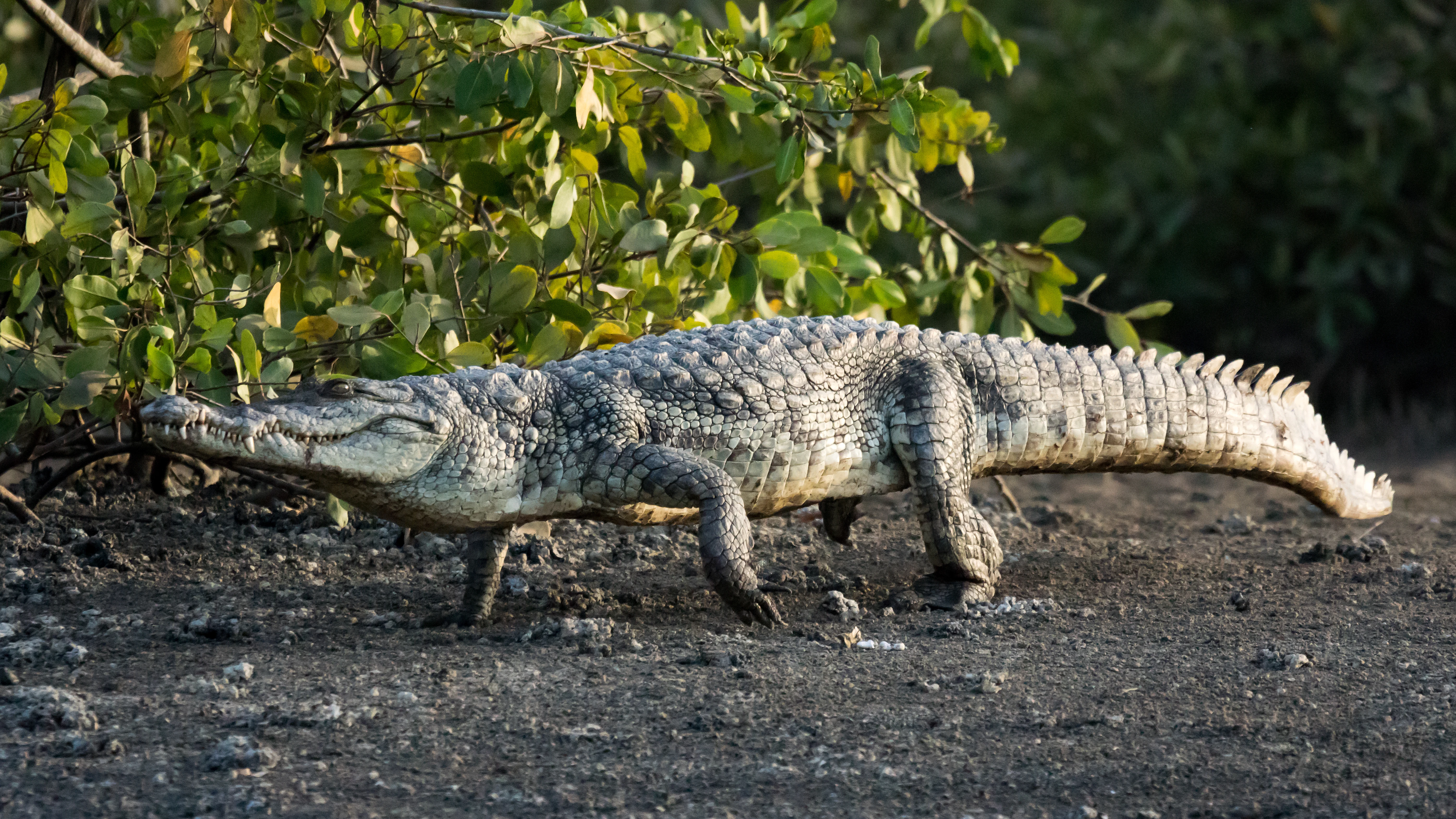 West African Nile Crocodile, The Gambia — photo by Jim Bennett