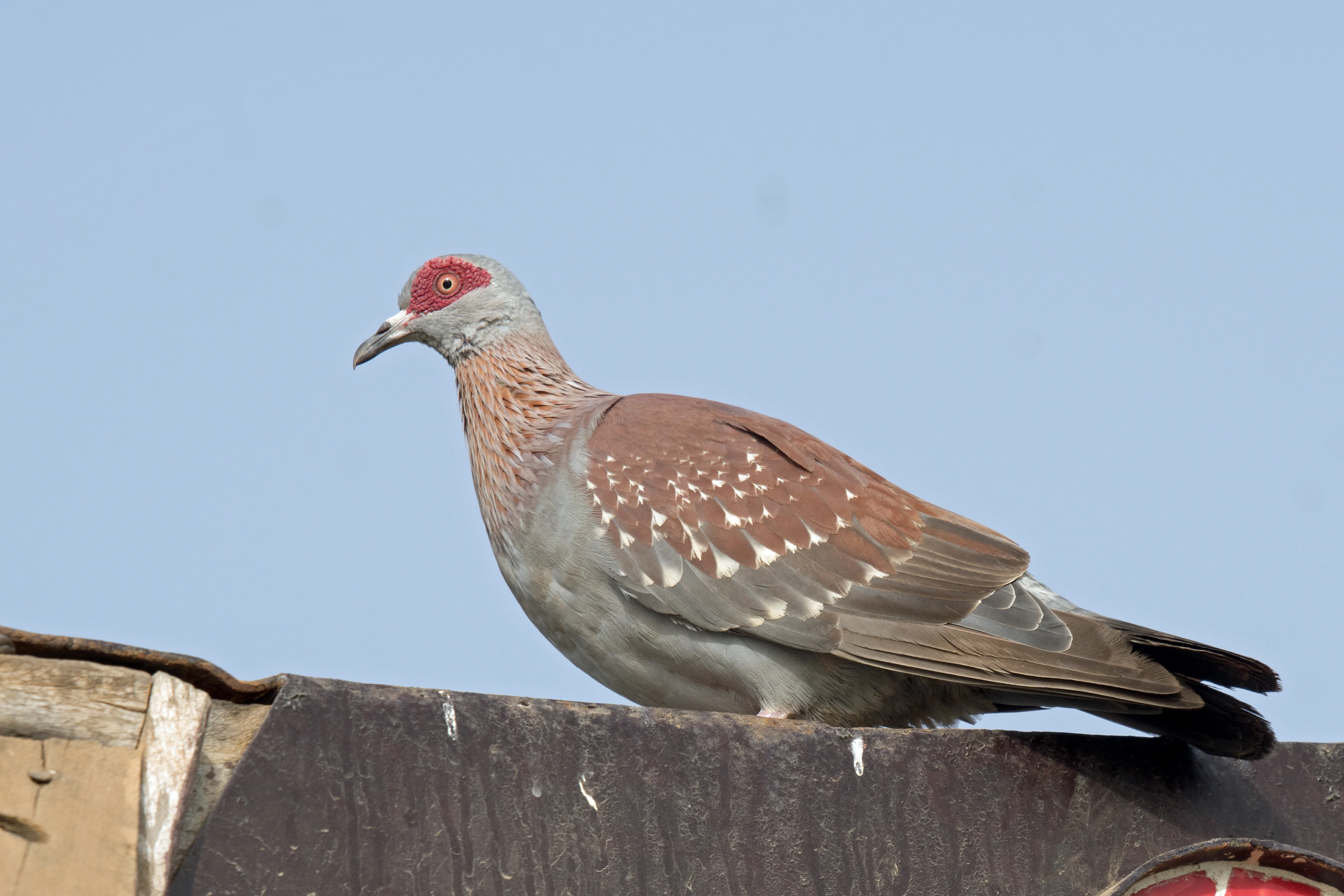 Speckled Pigeon, The Gambia — photo by Jim Bennett