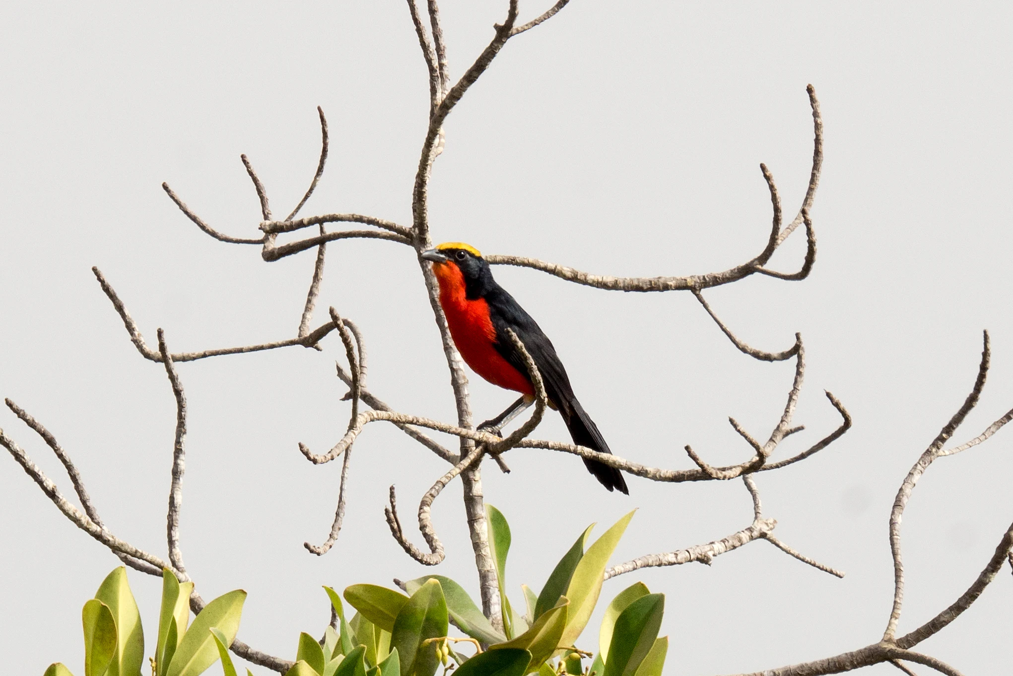 Yellow-crowned Gonolek, The Gambia — photo by Jim Bennett