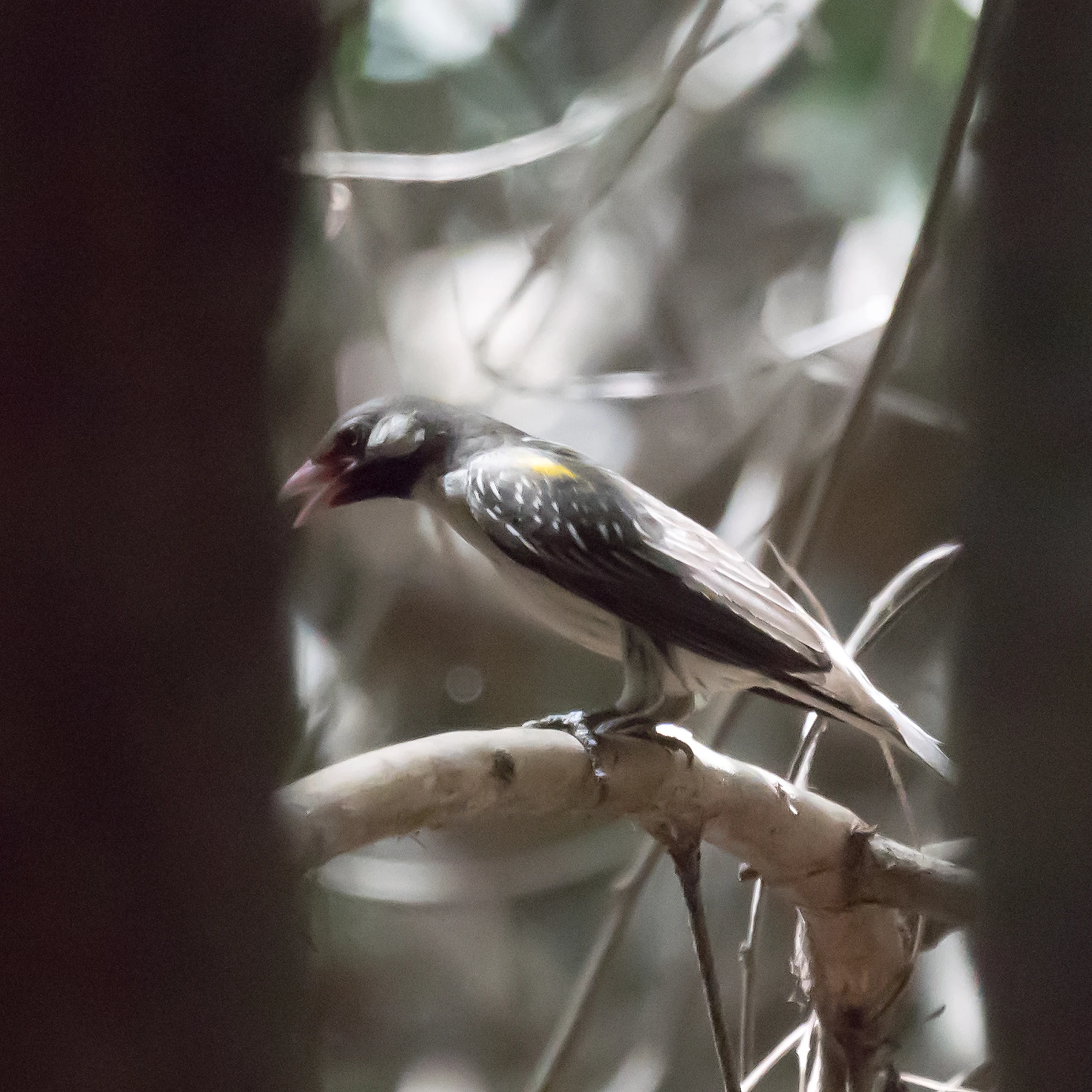 Greater Honeyguide, The Gambia — photo by Jim Bennett