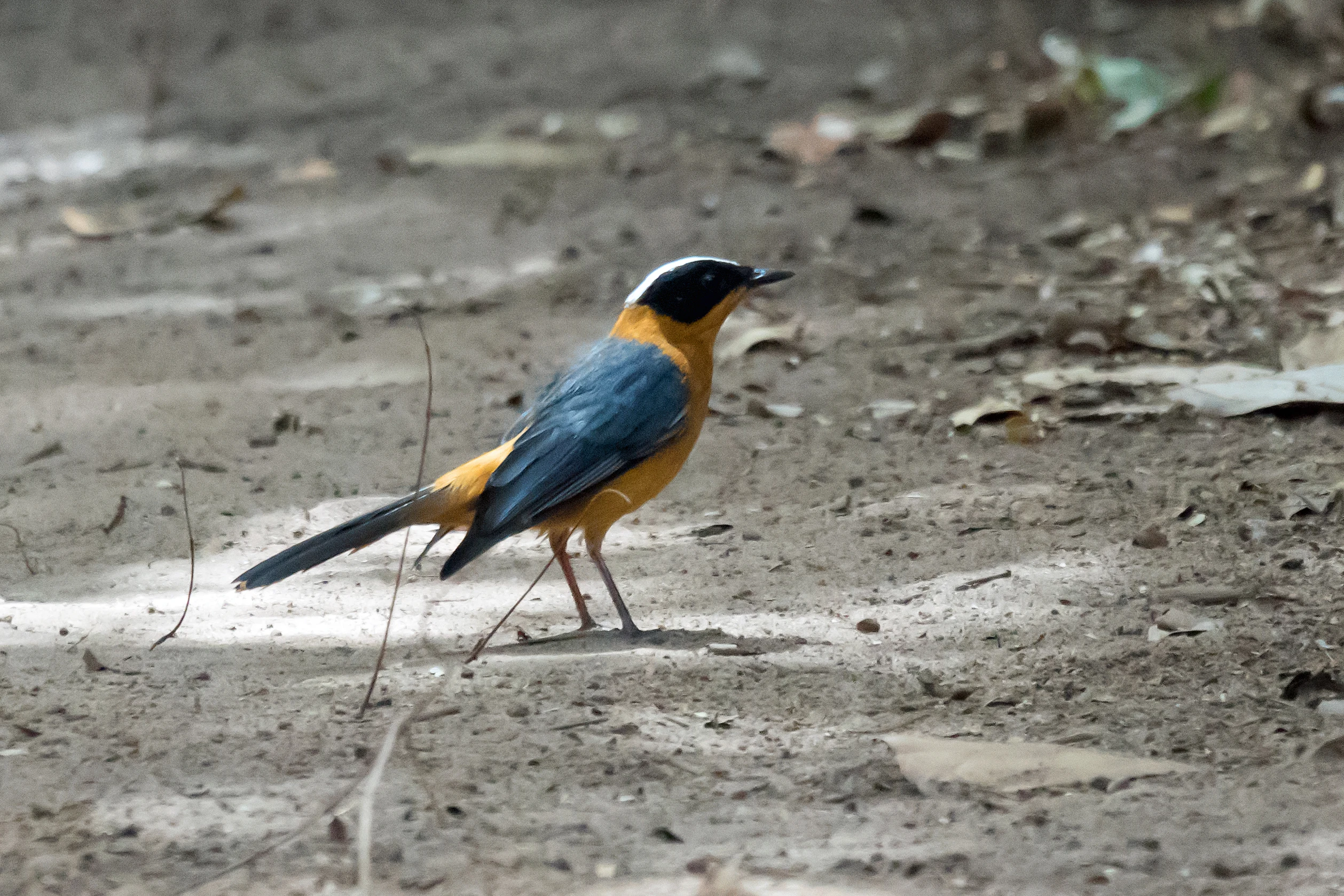 Snowy-crowned Robin-chat, The Gambia — photo by Jim Bennett