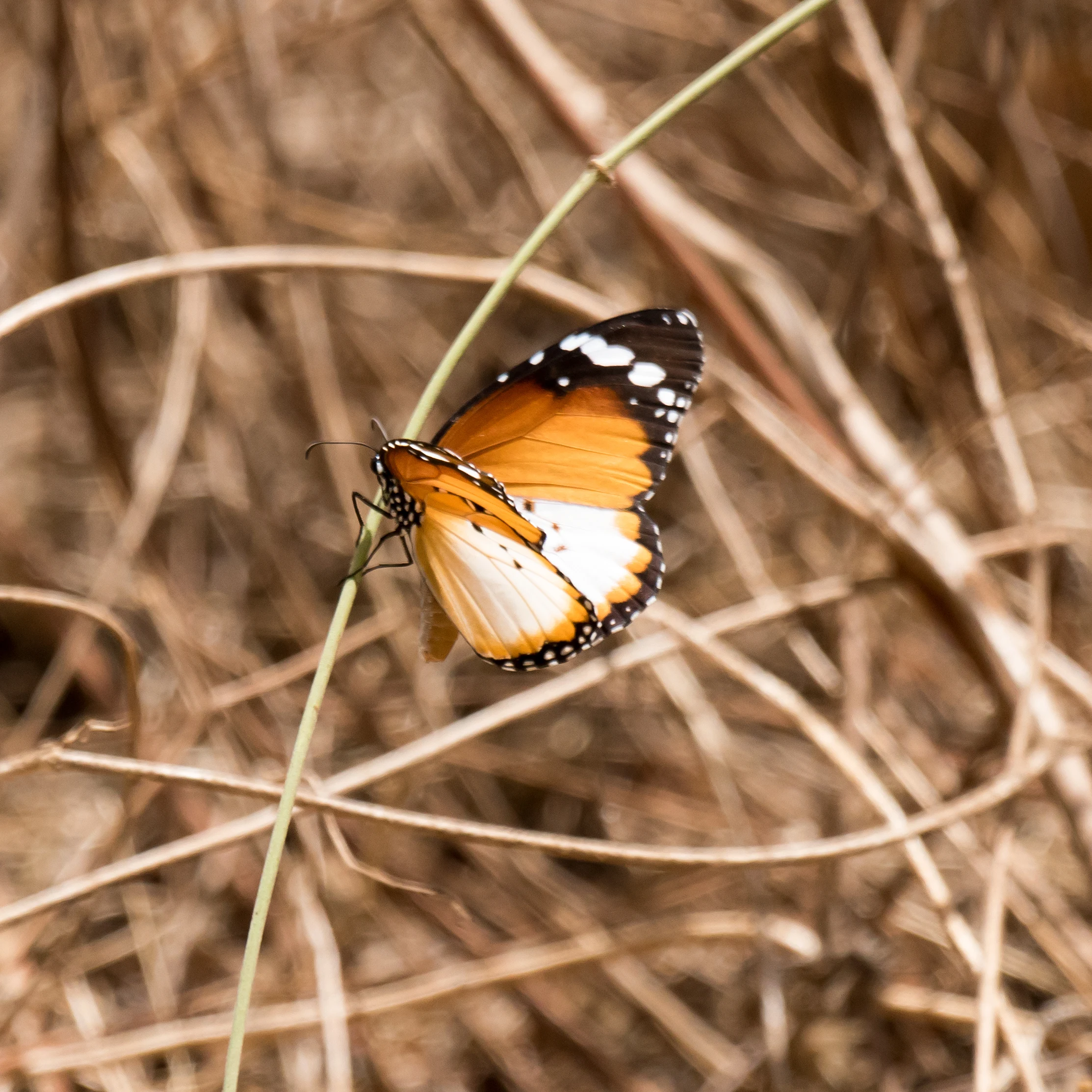 African Monarch, The Gambia — photo by Jim Bennett