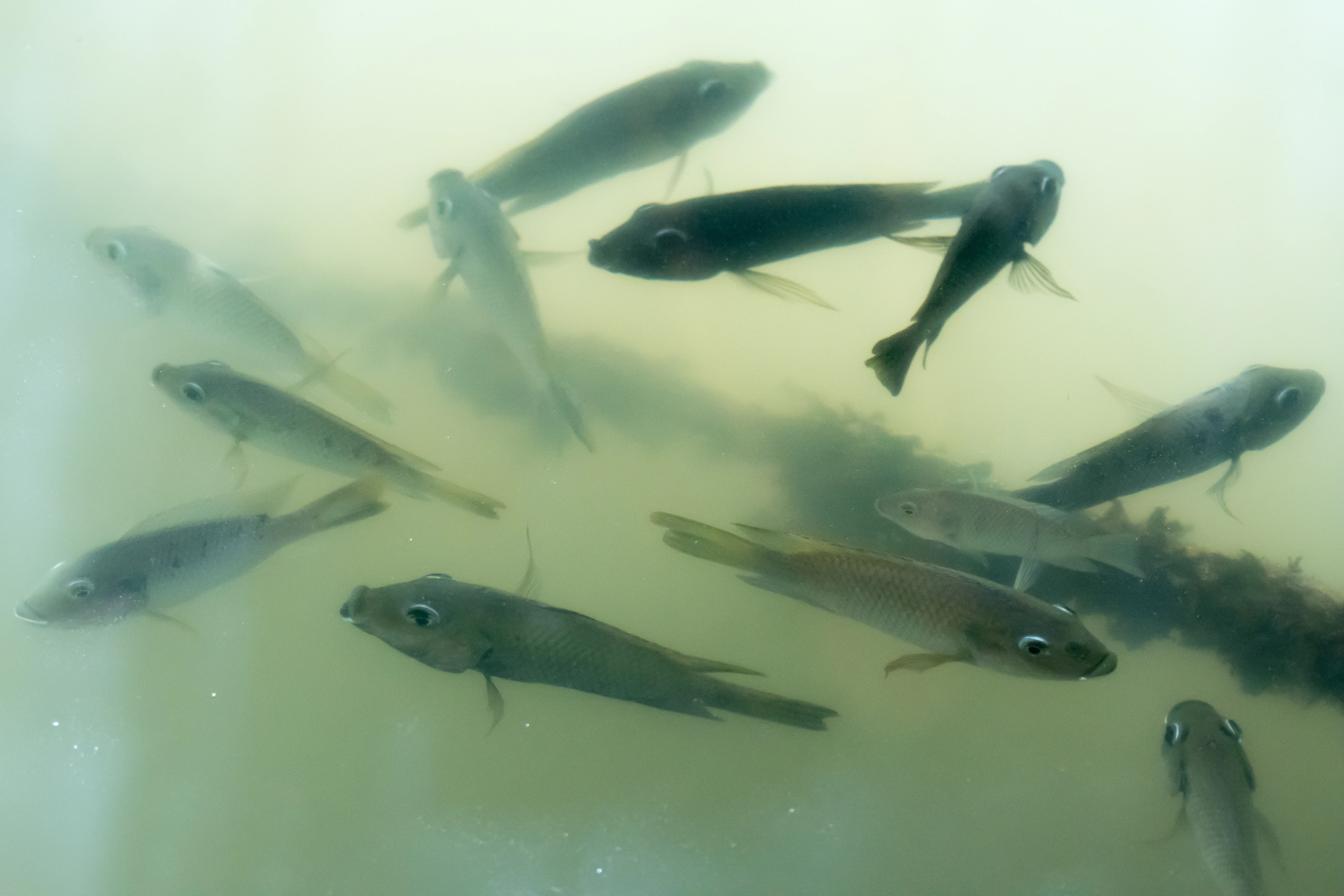 Fish by our lodge, The Gambia — photo by Jim Bennett