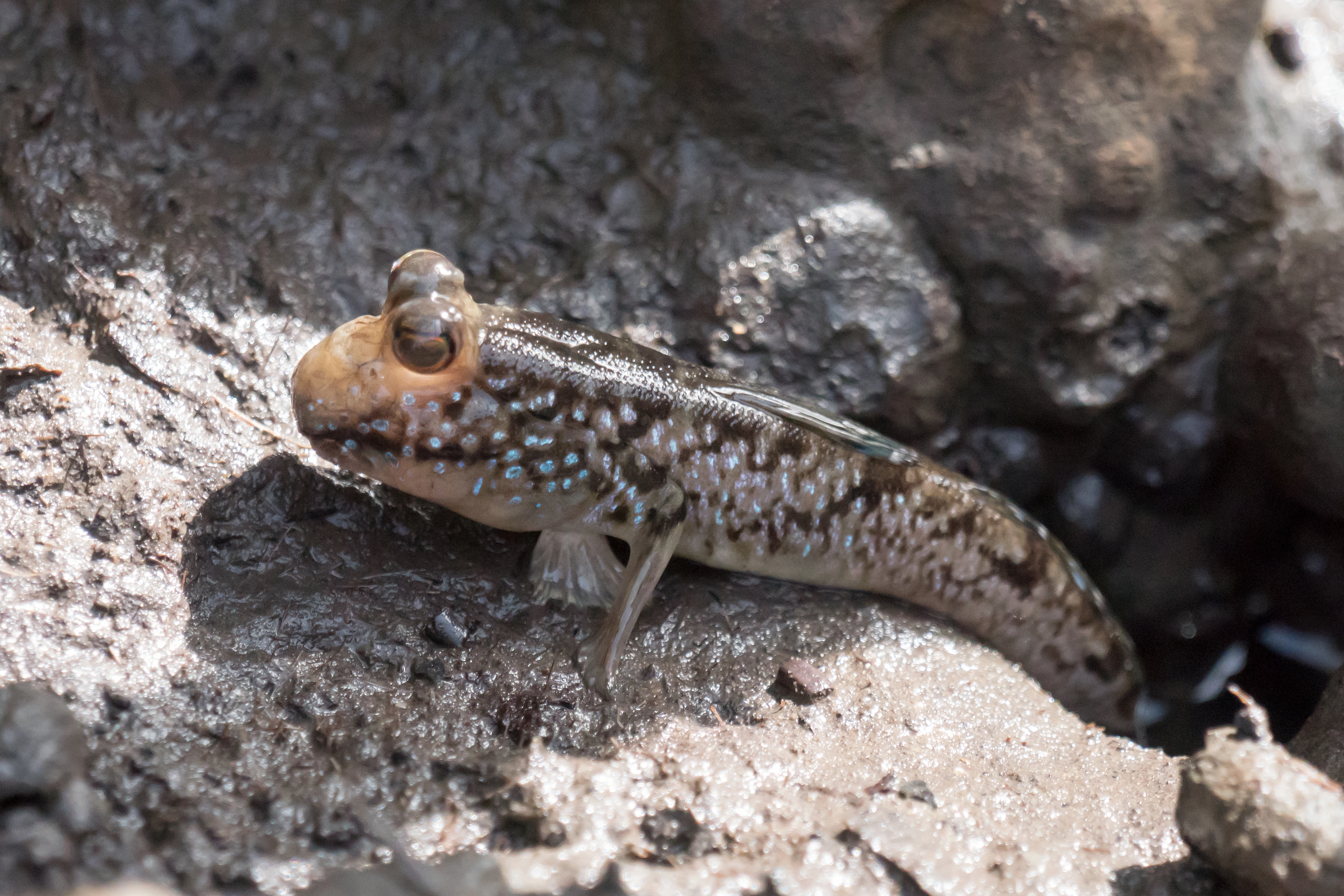 Atlantic Mudskipper, The Gambia — photo by Jim Bennett