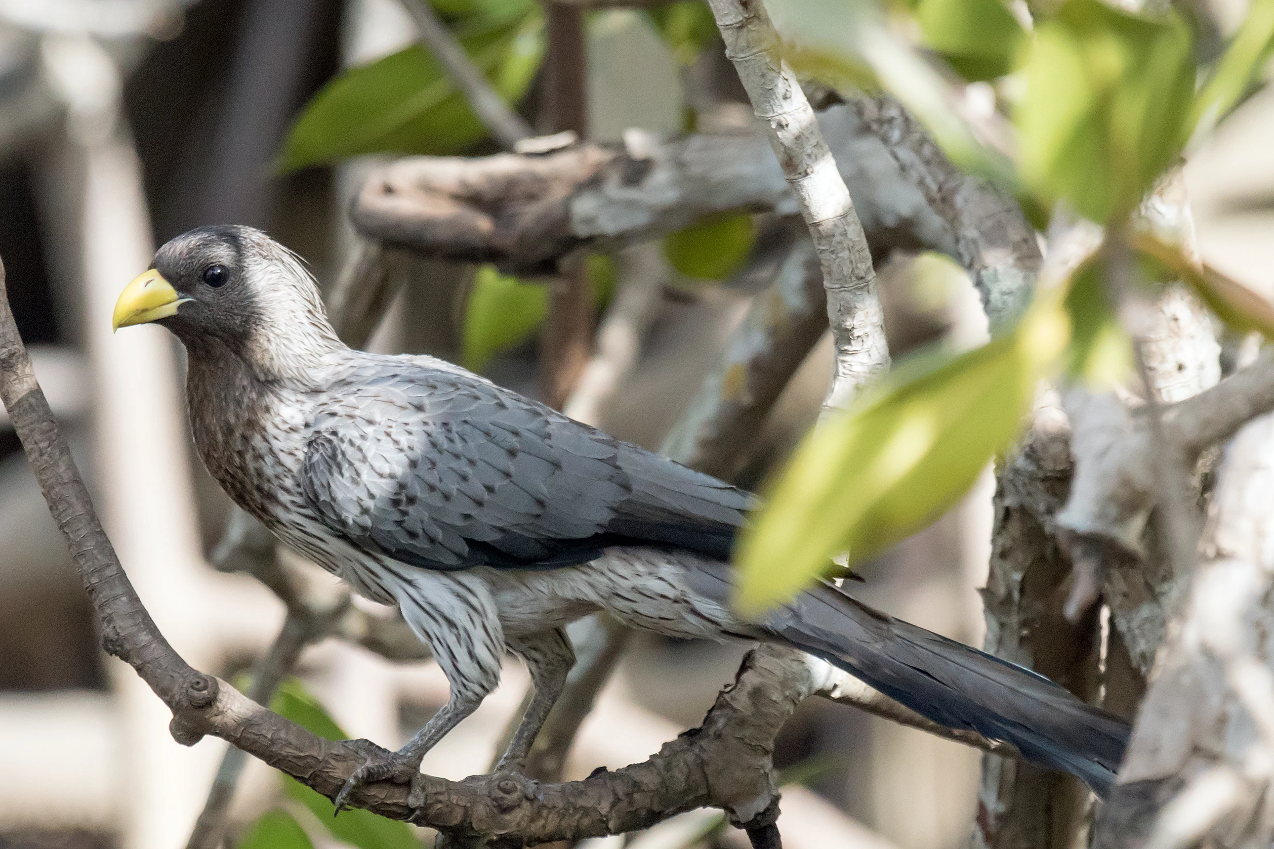 Western Grey Plantain-eater, The Gambia — photo by Jim Bennett