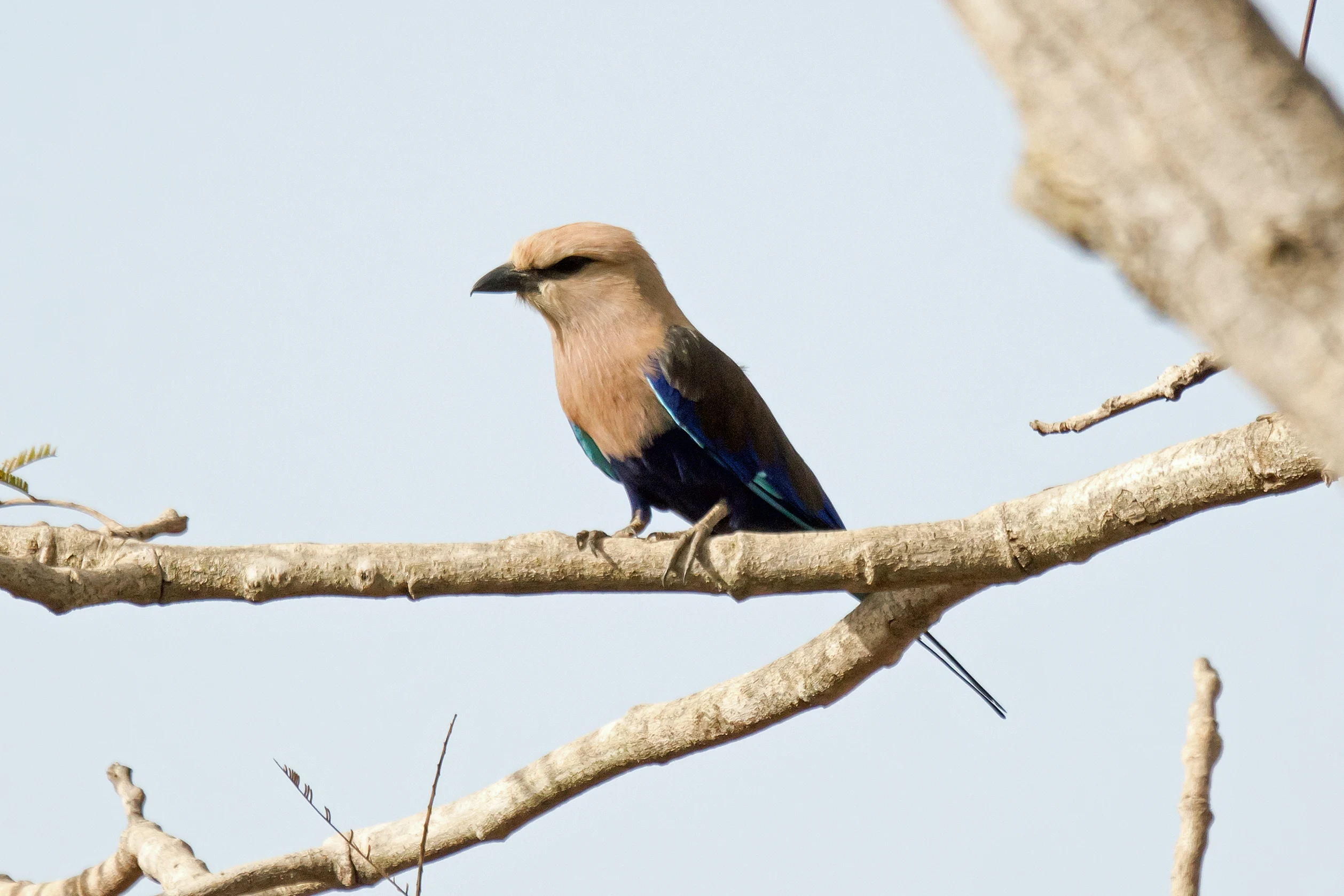 Blue-bellied Roller, The Gambia — photo by Jim Bennett