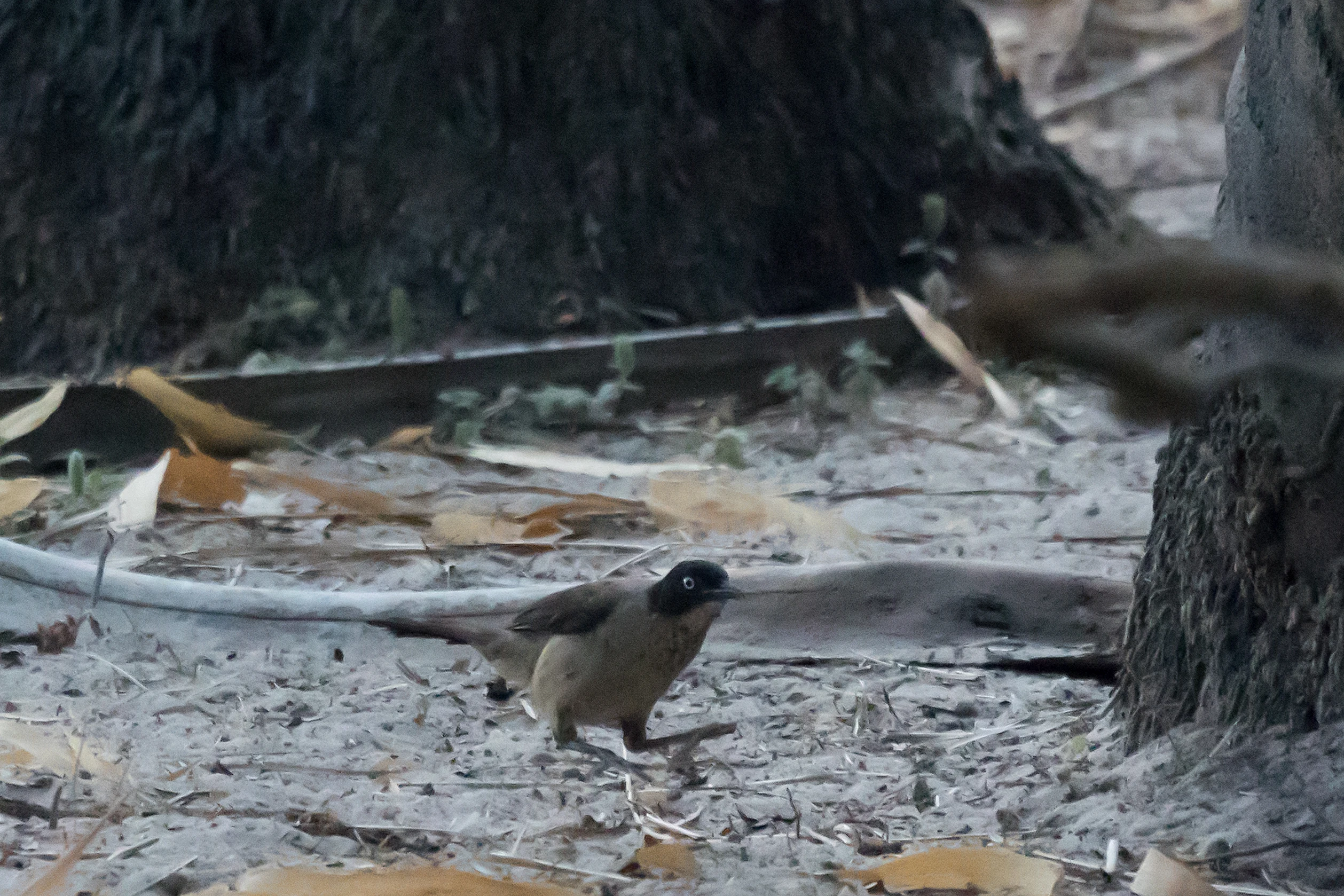 Blackcap Babbler, The Gambia — photo by Jim Bennett