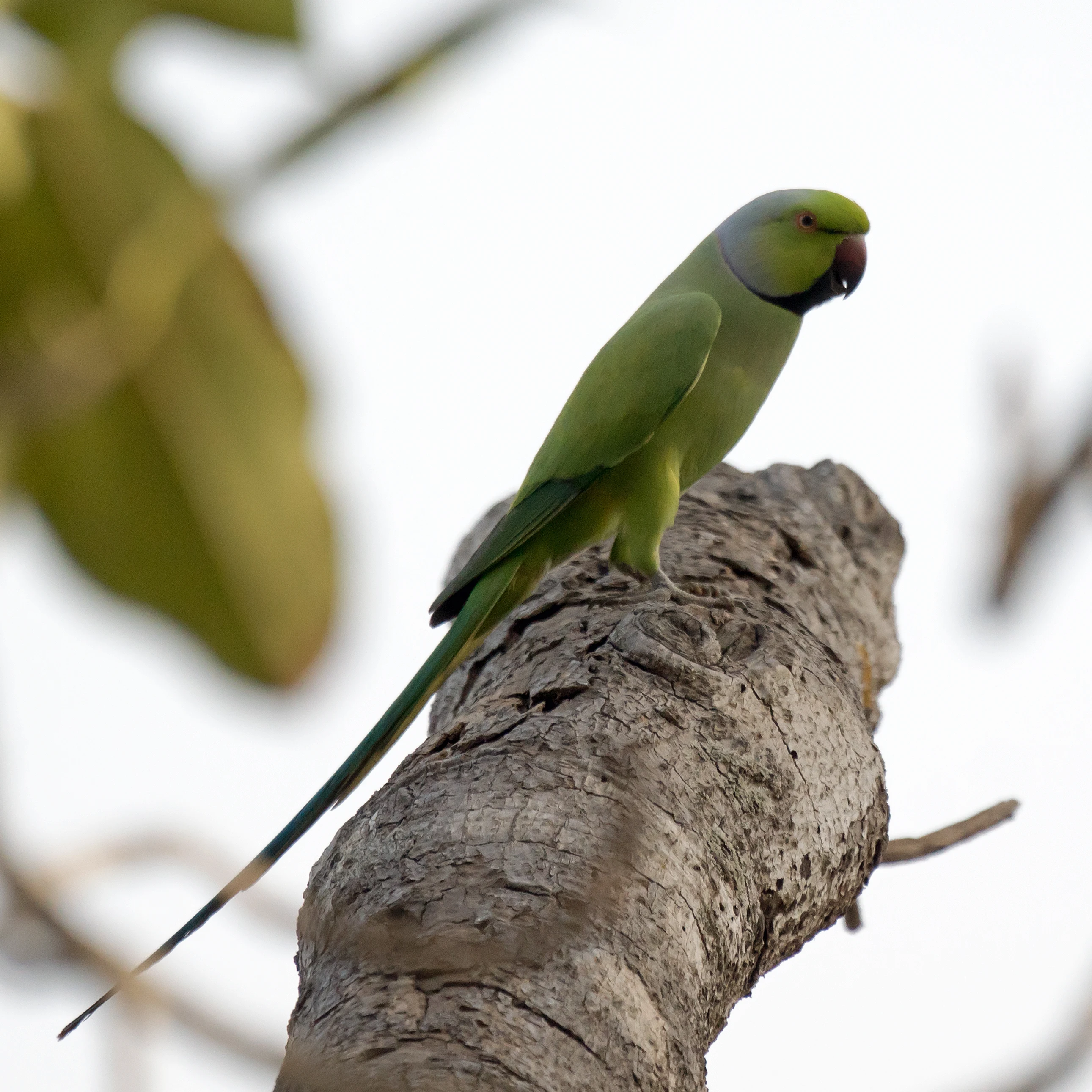 Rose-ringed Parakeet, The Gambia — photo by Jim Bennett
