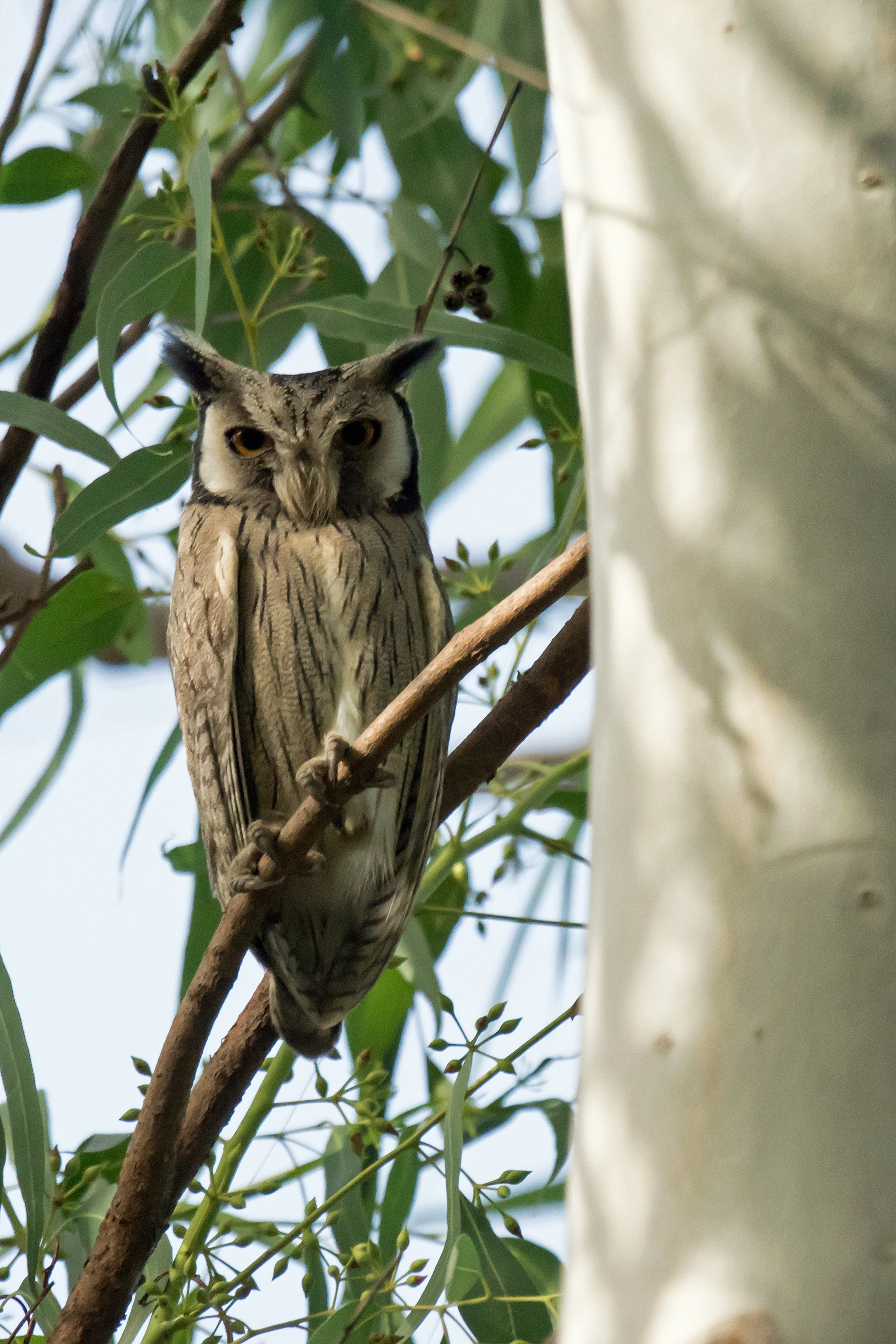 Northern White-faced Owl, The Gambia — photo by Jim Bennett