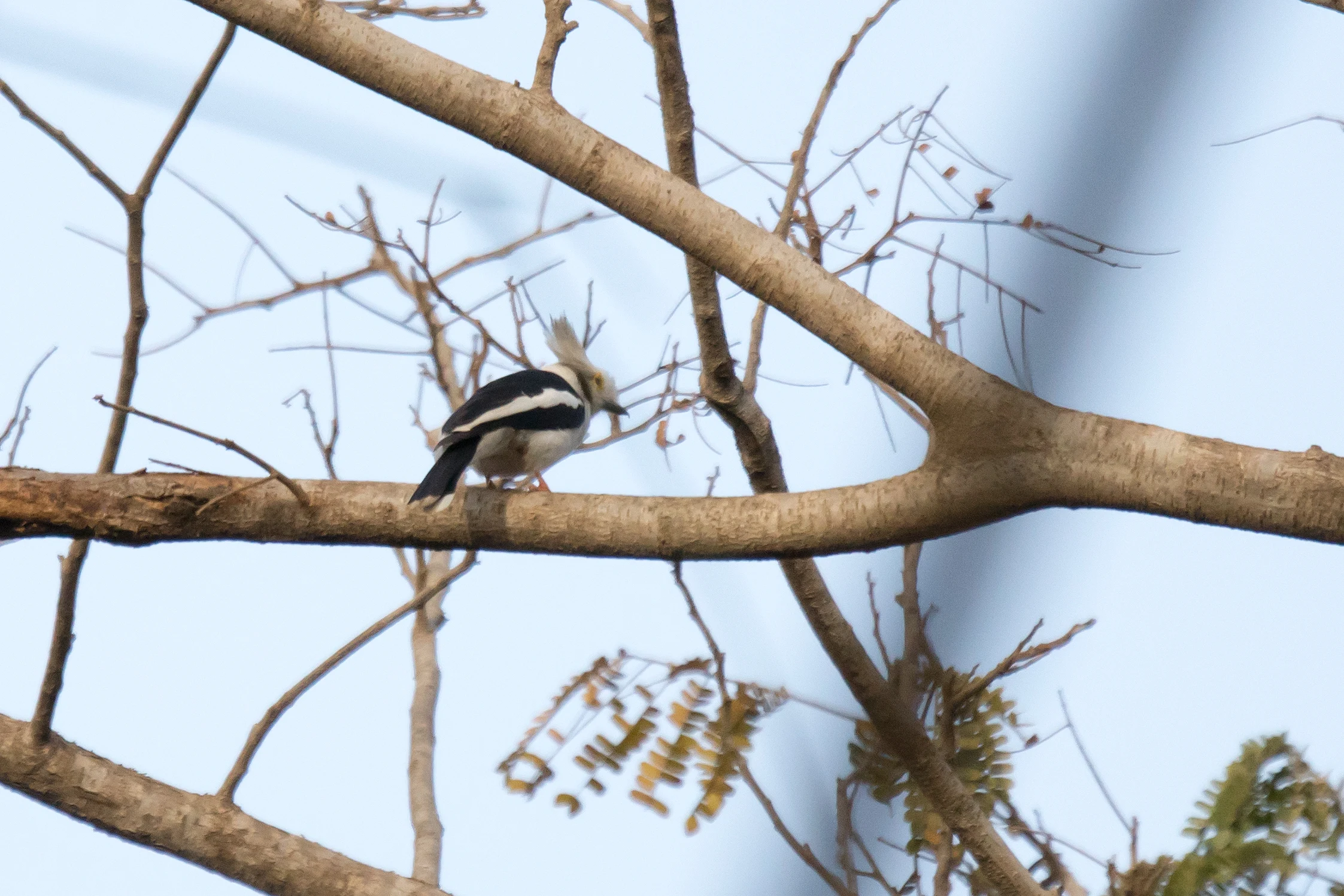 White-crested Helmetshrike, The Gambia — photo by Jim Bennett