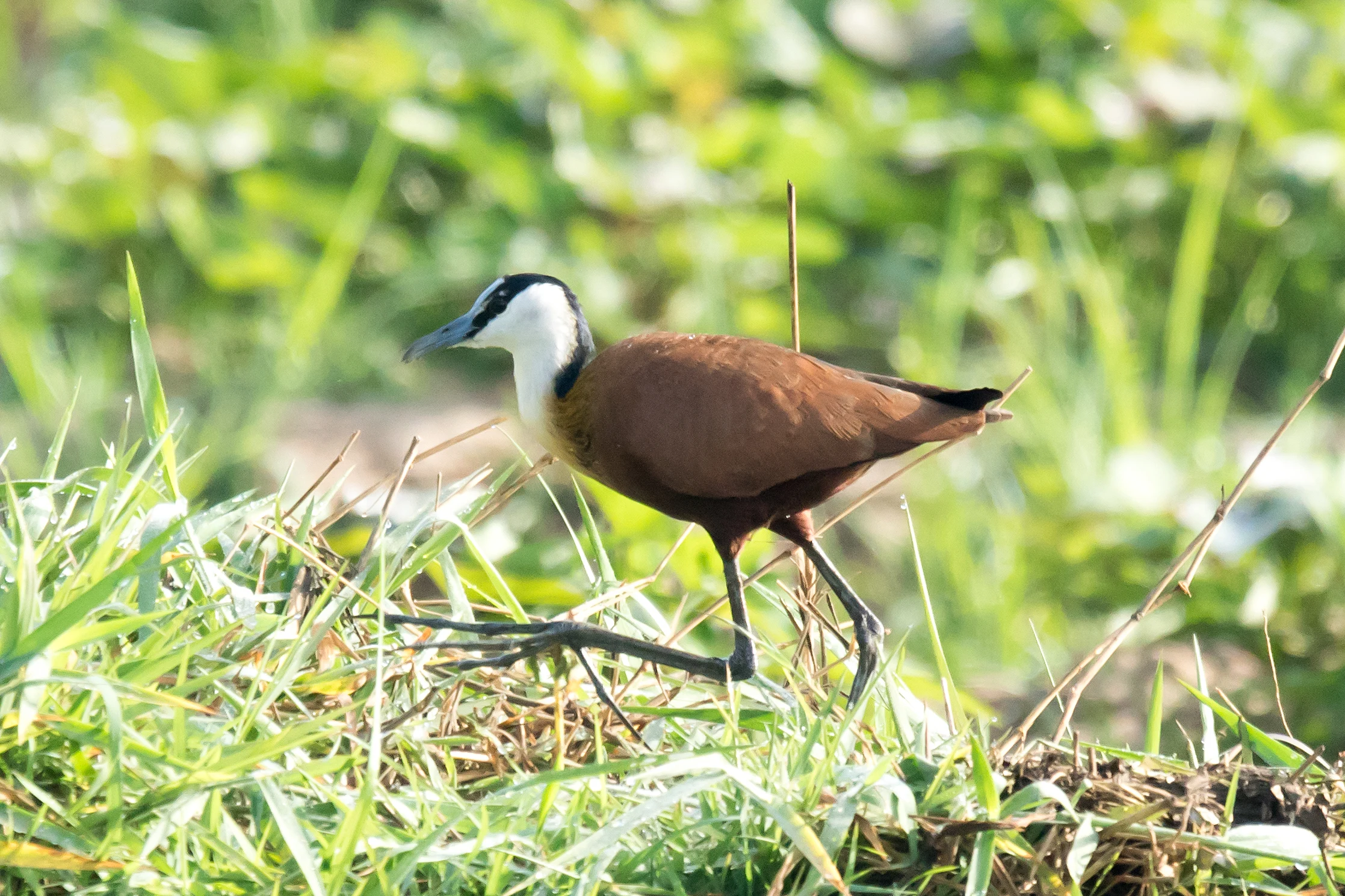 African Jacana, The Gambia — photo by Jim Bennett
