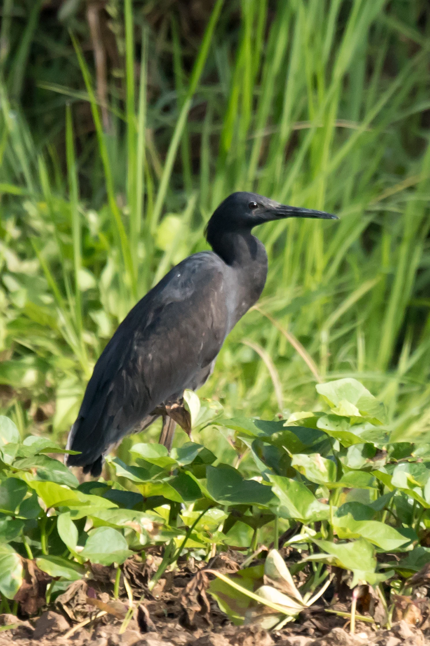 Black Heron, The Gambia — photo by Jim Bennett