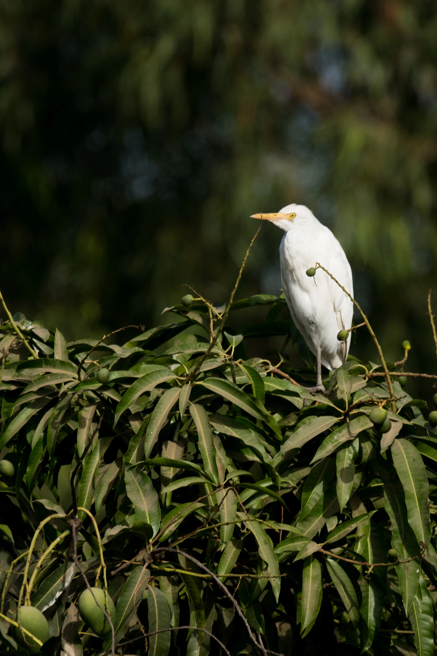 Cattle Egret, The Gambia — photo by Jim Bennett