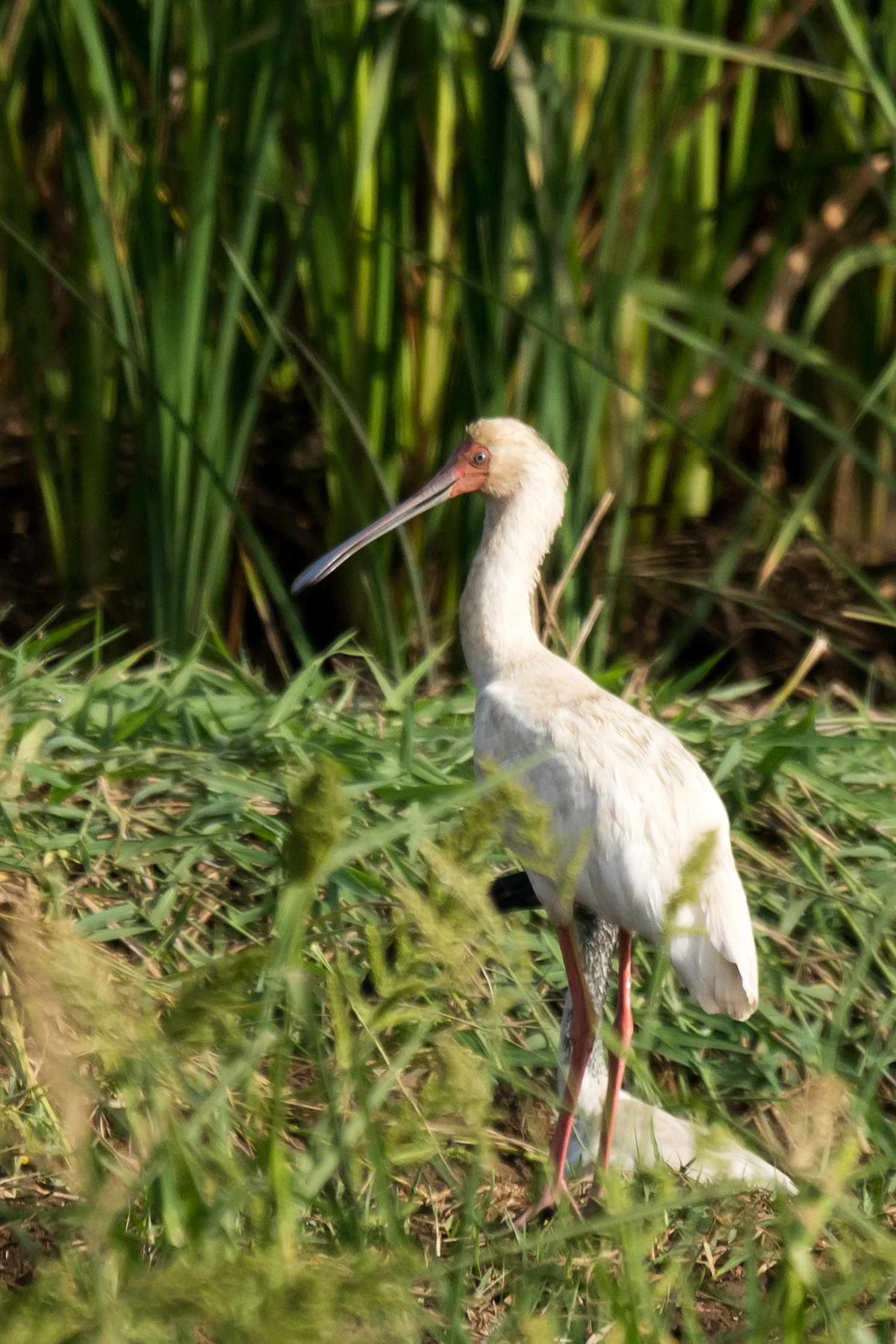 African Spoonbill, The Gambia — photo by Jim Bennett