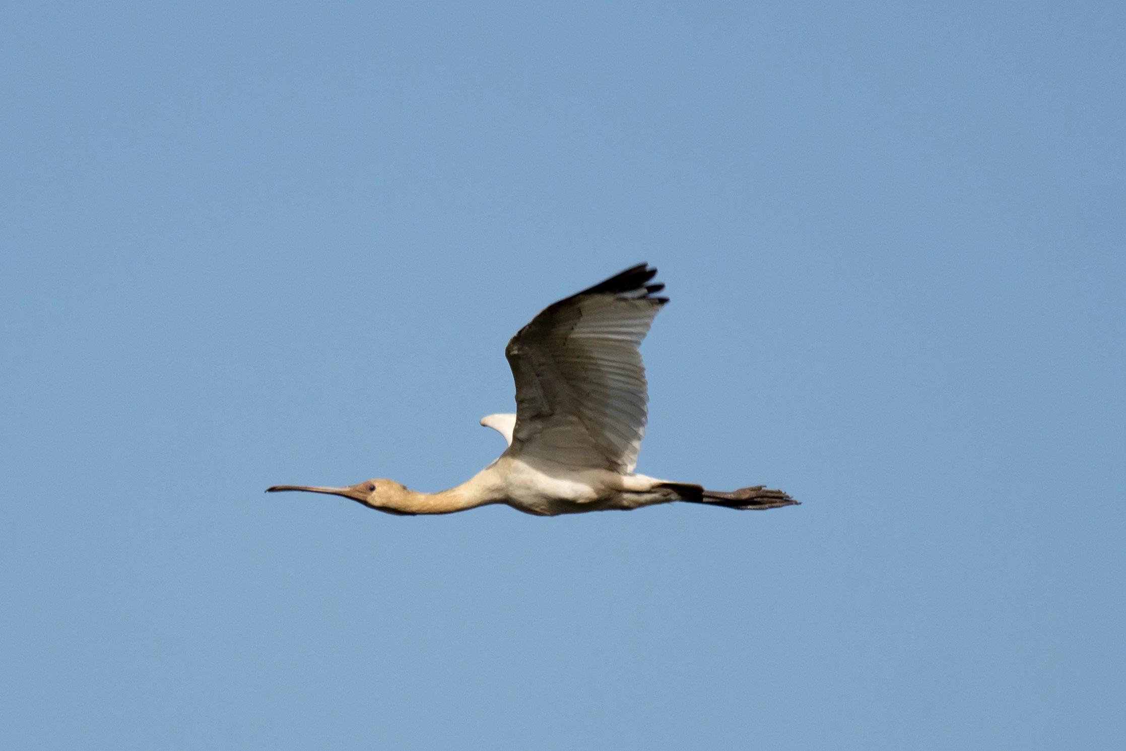 African Spoonbill, The Gambia — photo by Jim Bennett