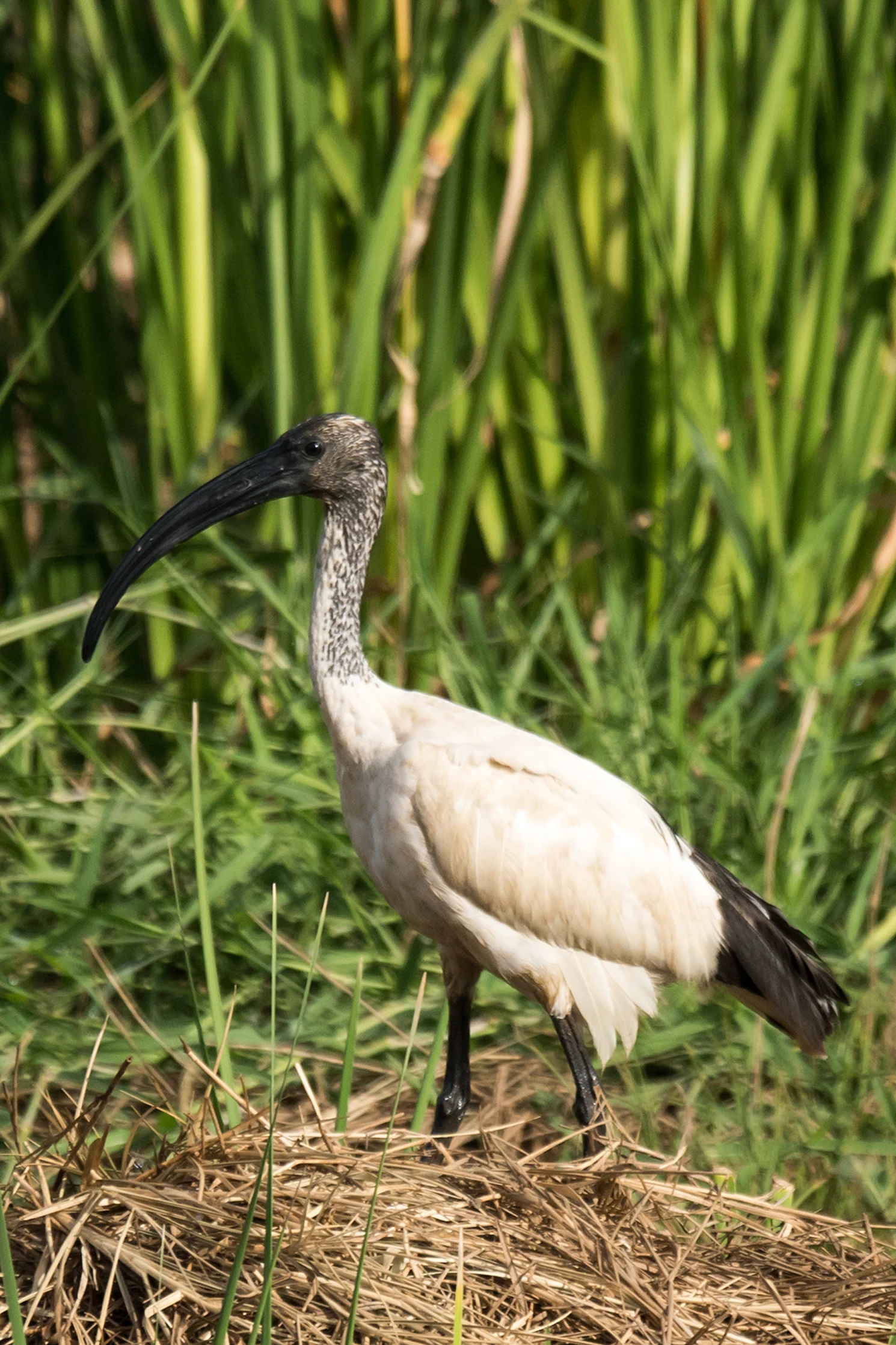 African Sacred Ibis, The Gambia — photo by Jim Bennett