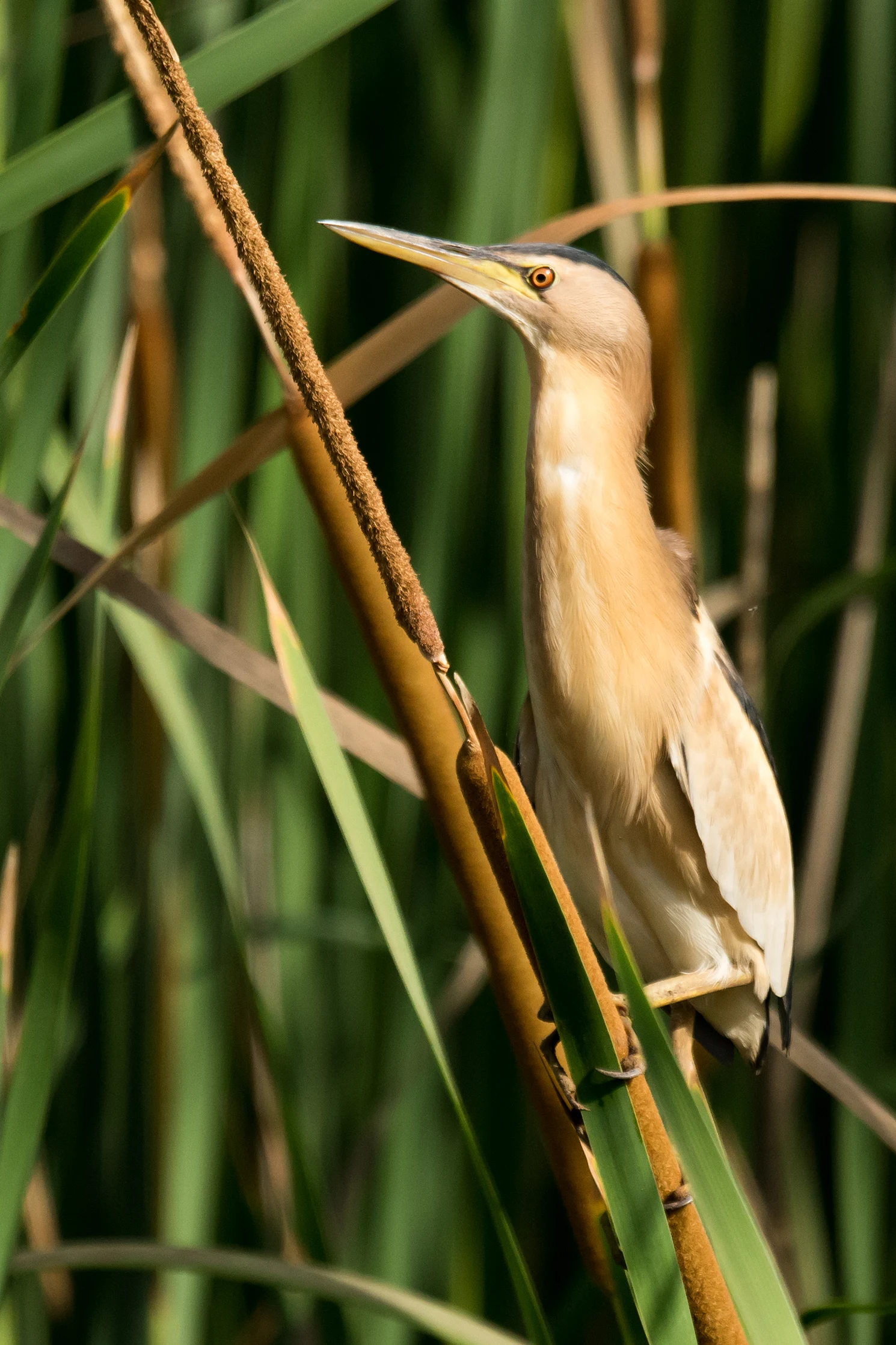 Little Bittern, The Gambia — photo by Jim Bennett