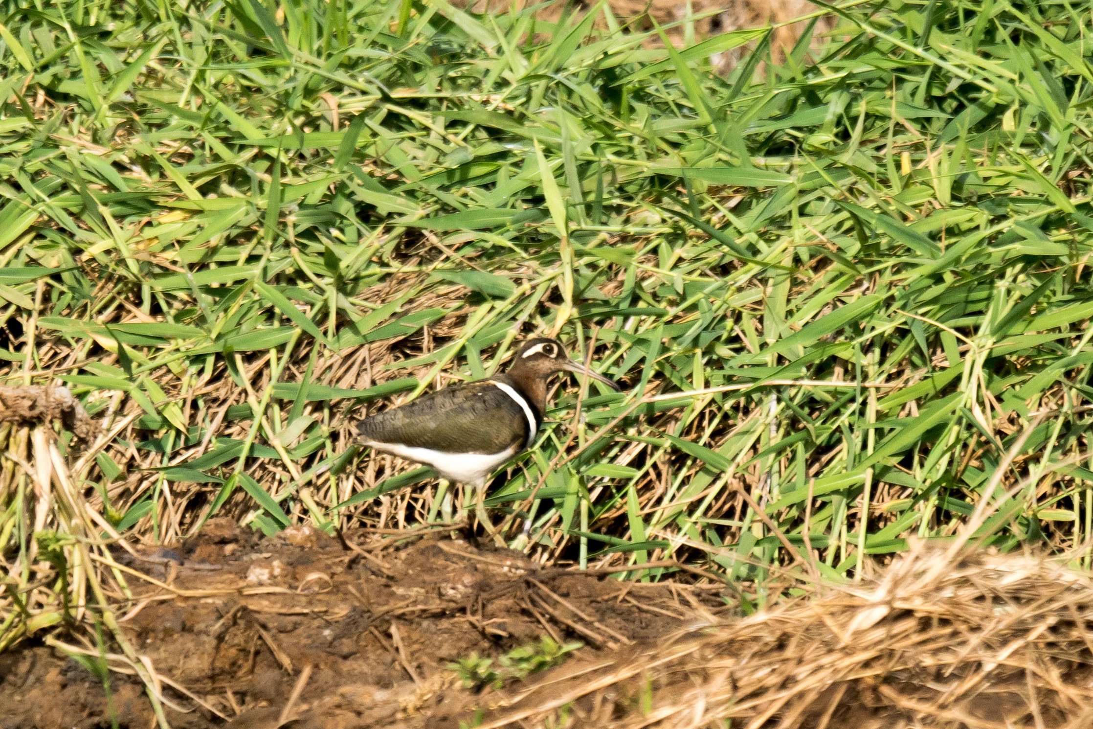 female Greater Painted Snipe, The Gambia — photo by Jim Bennett