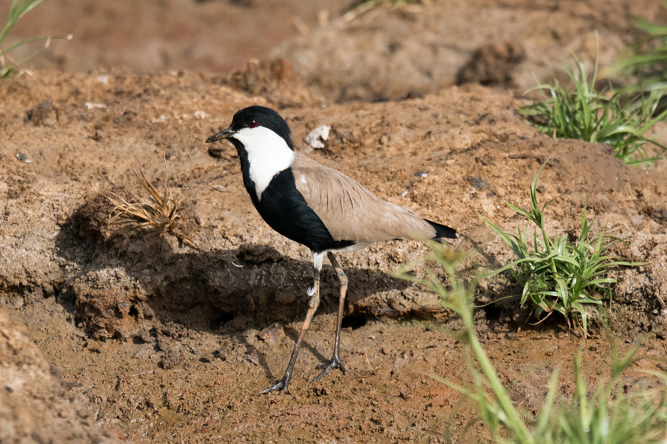 Spur-winged Lapwing, The Gambia — photo by Jim Bennett