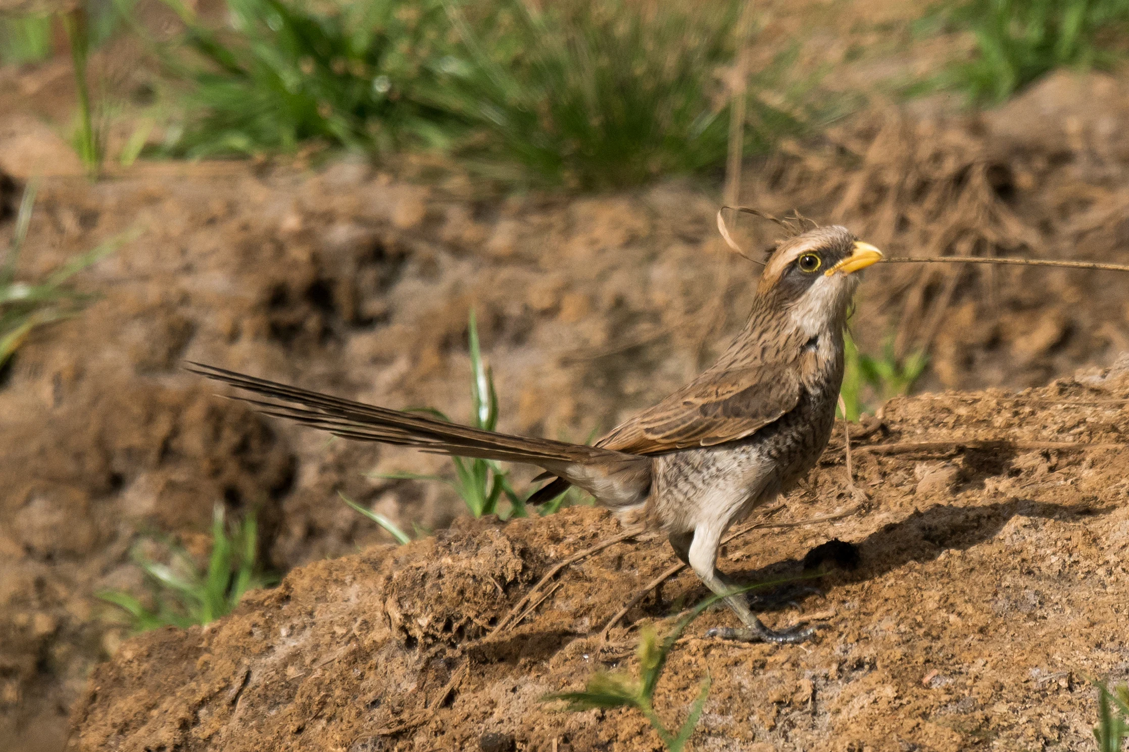 Yellow-billed Shrike, The Gambia — photo by Jim Bennett