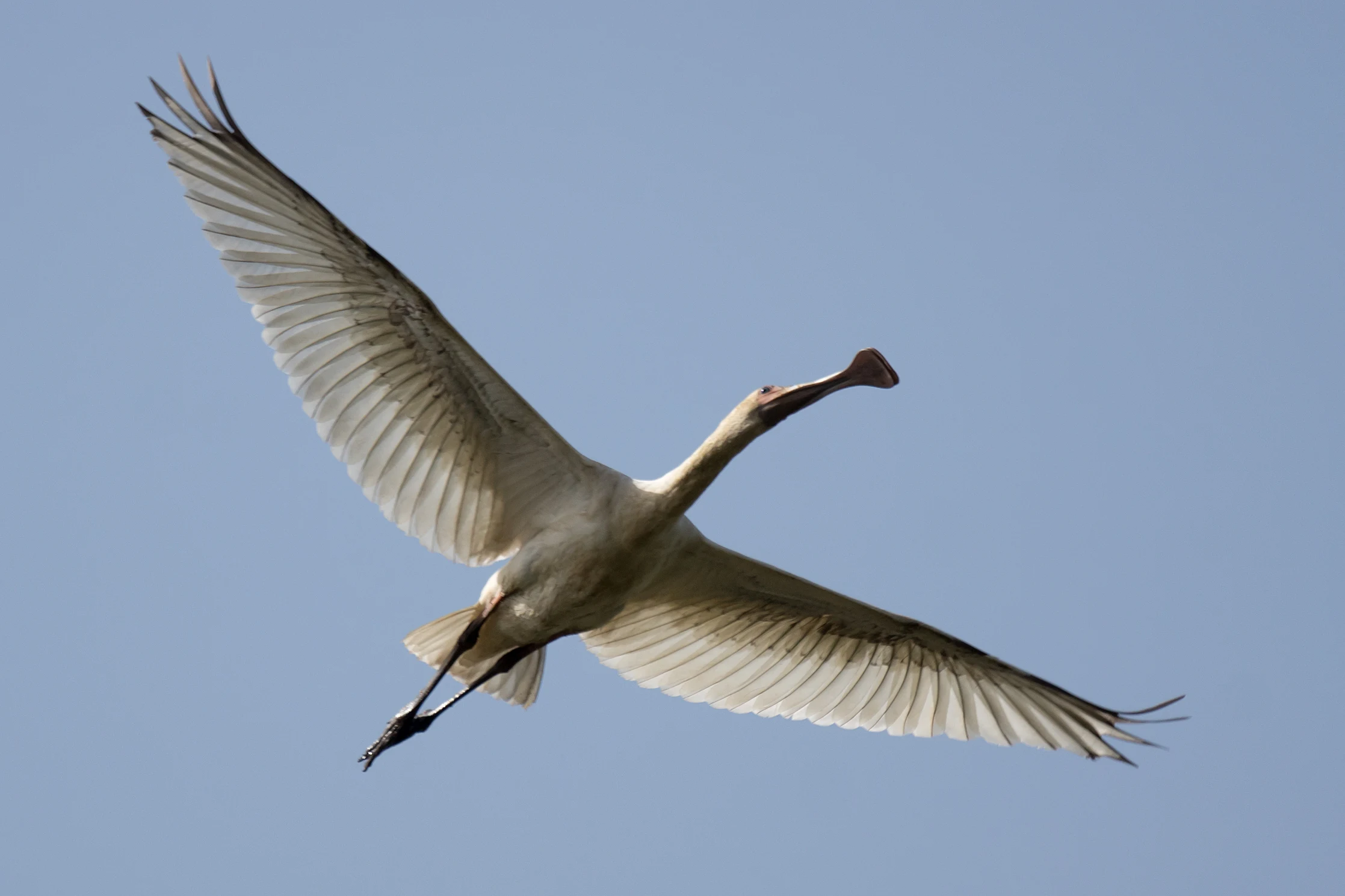 African Spoonbill, The Gambia — photo by Jim Bennett