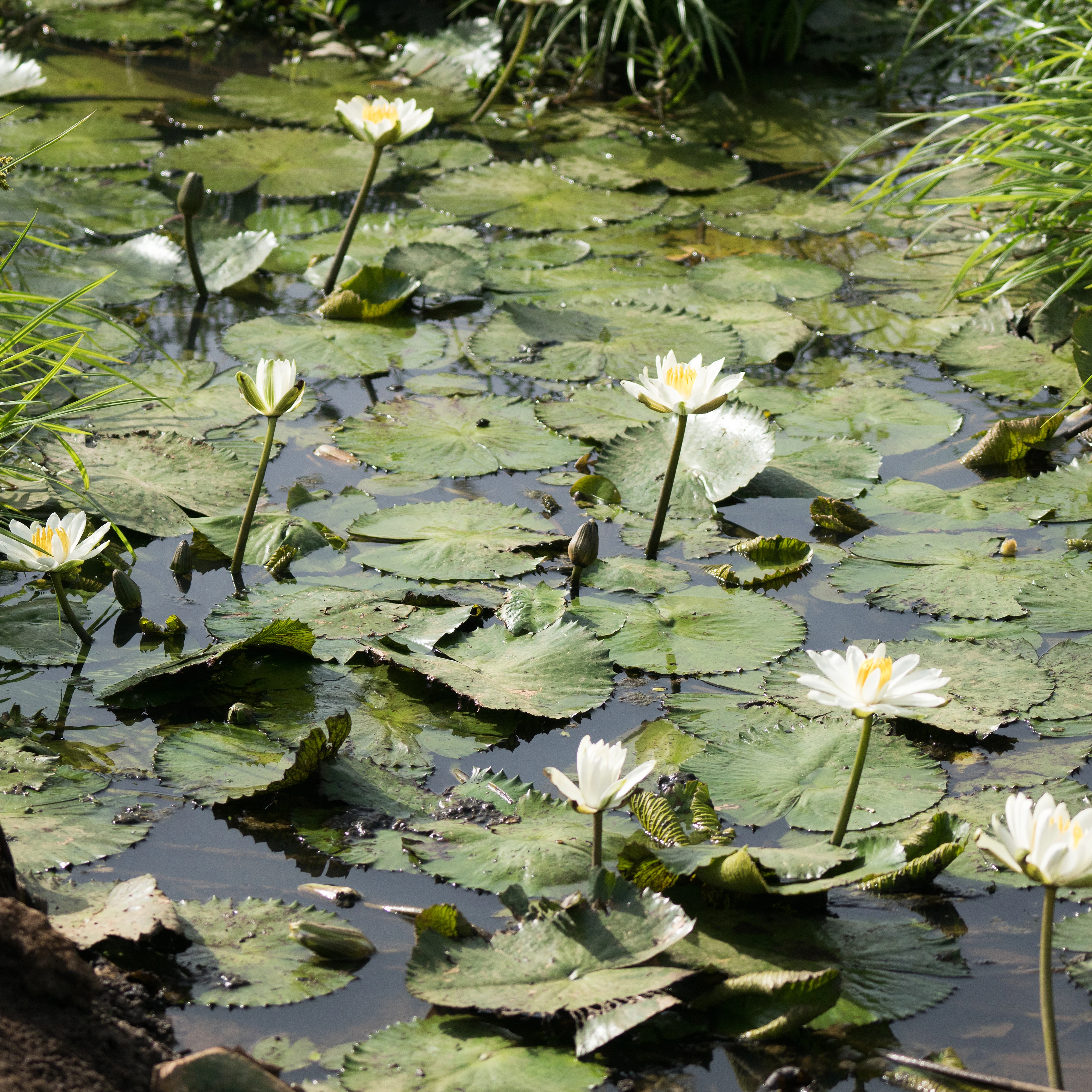 Water Lillies, The Gambia — photo by Jim Bennett