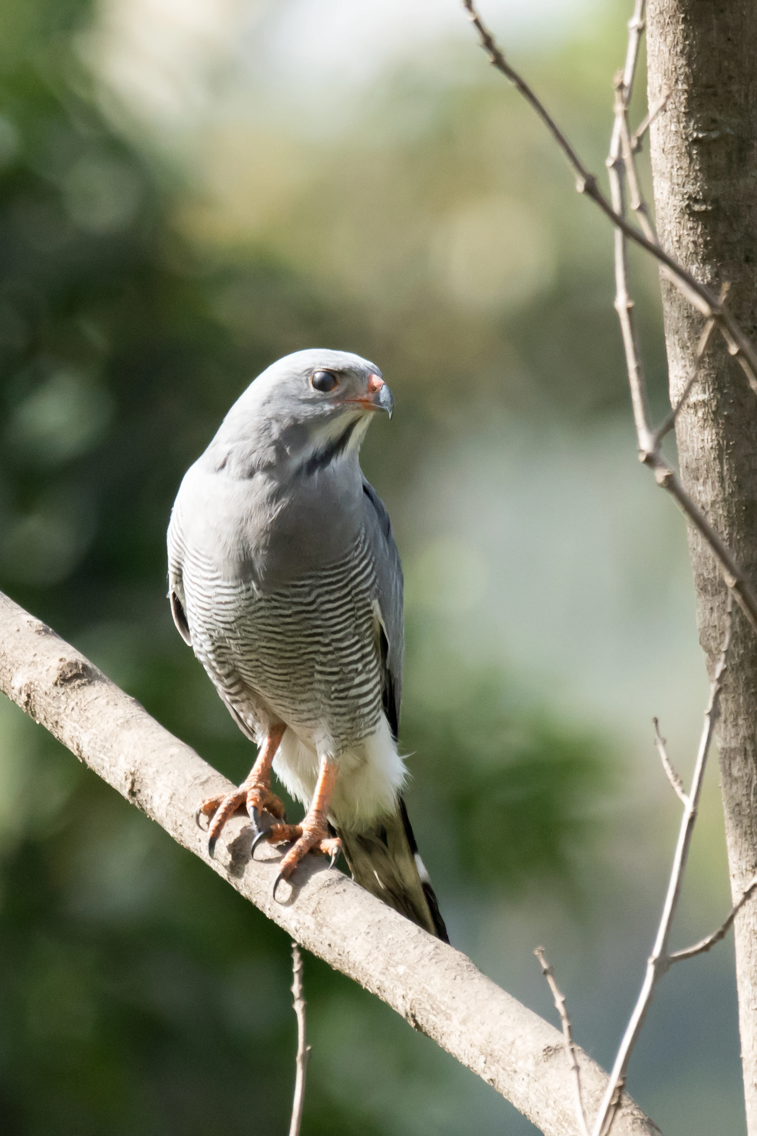 Lizard Buzzard, The Gambia — photo by Jim Bennett