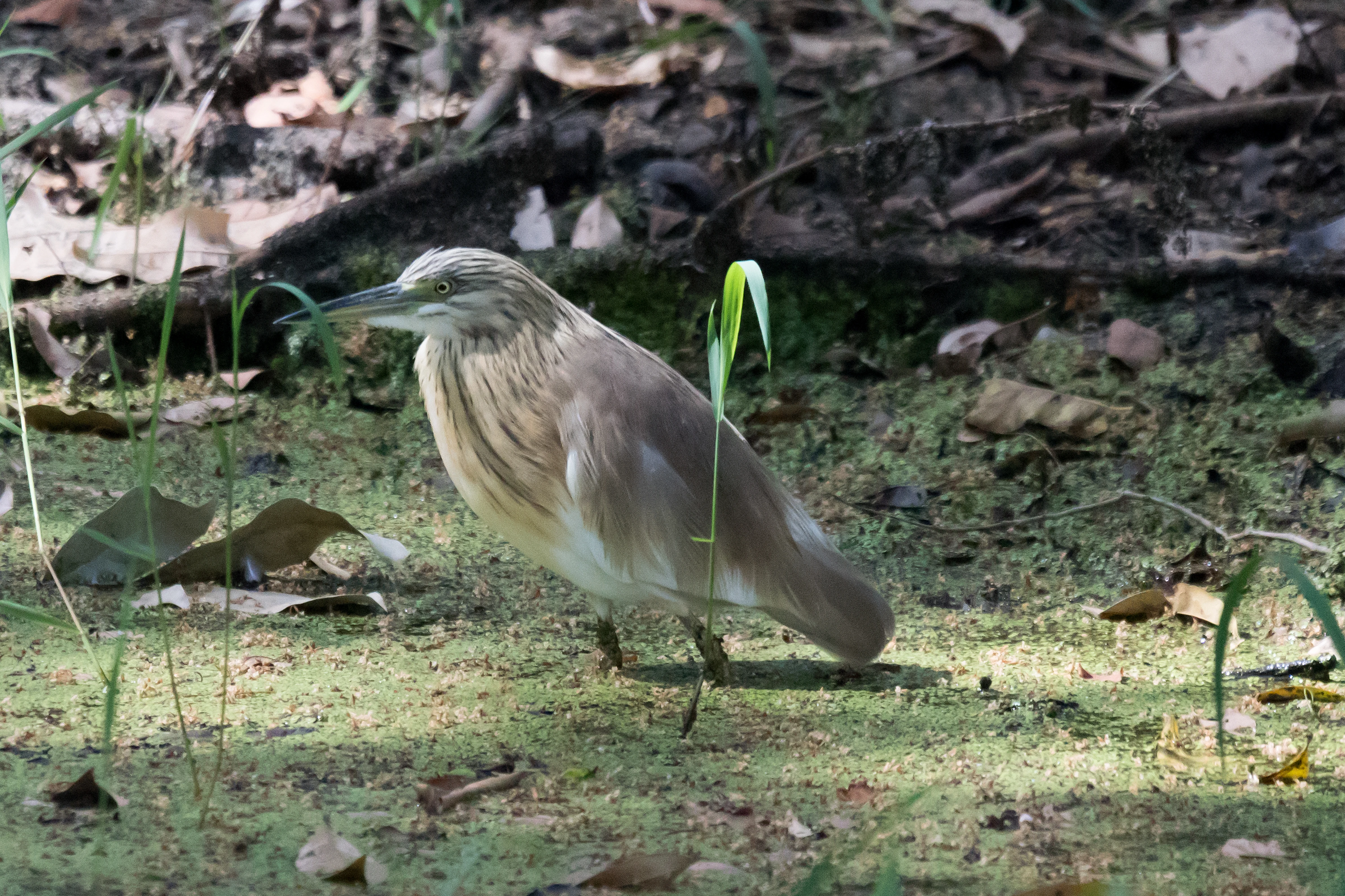Squacco Heron, The Gambia — photo by Jim Bennett