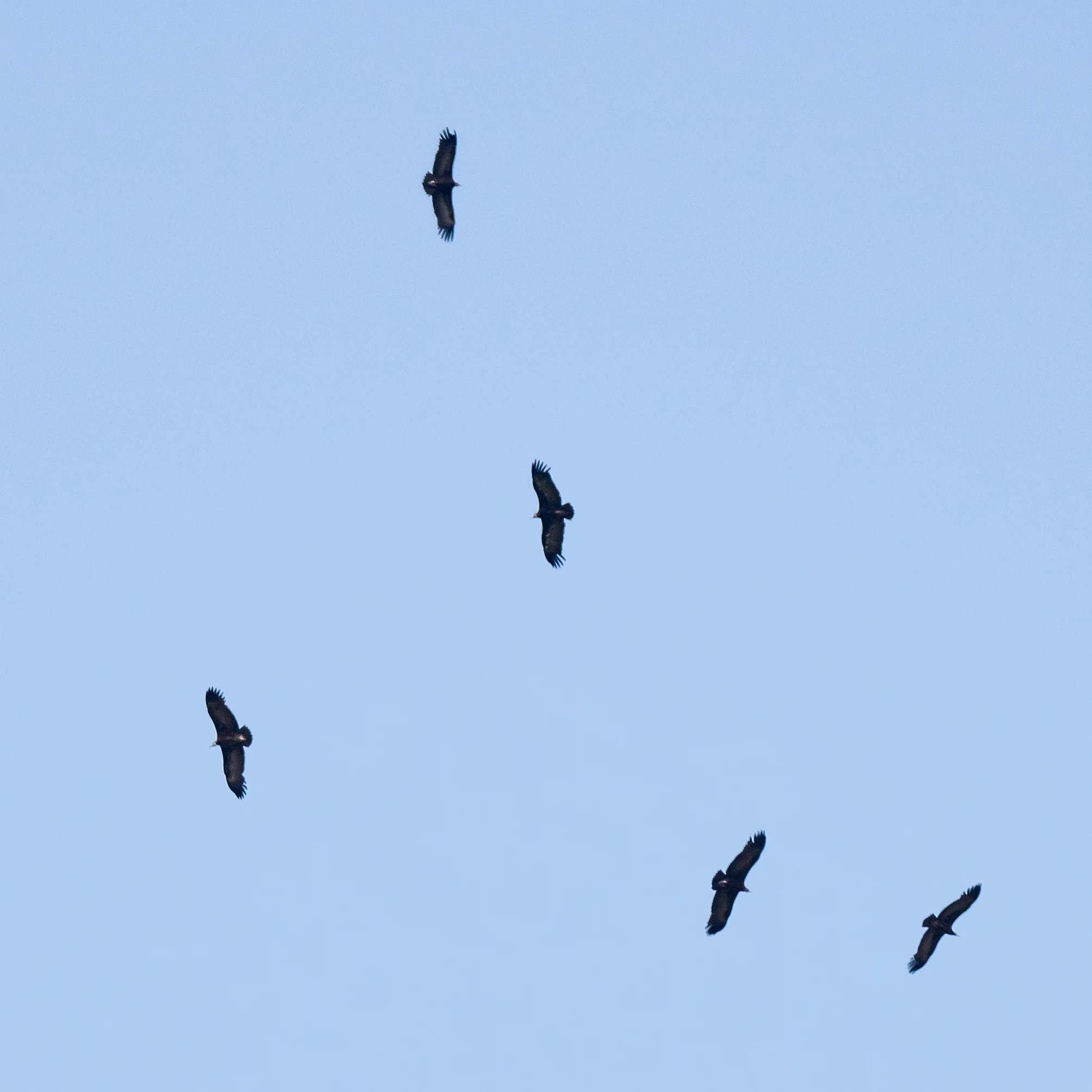 Hooded Vultures, The Gambia — photo by Jim Bennett