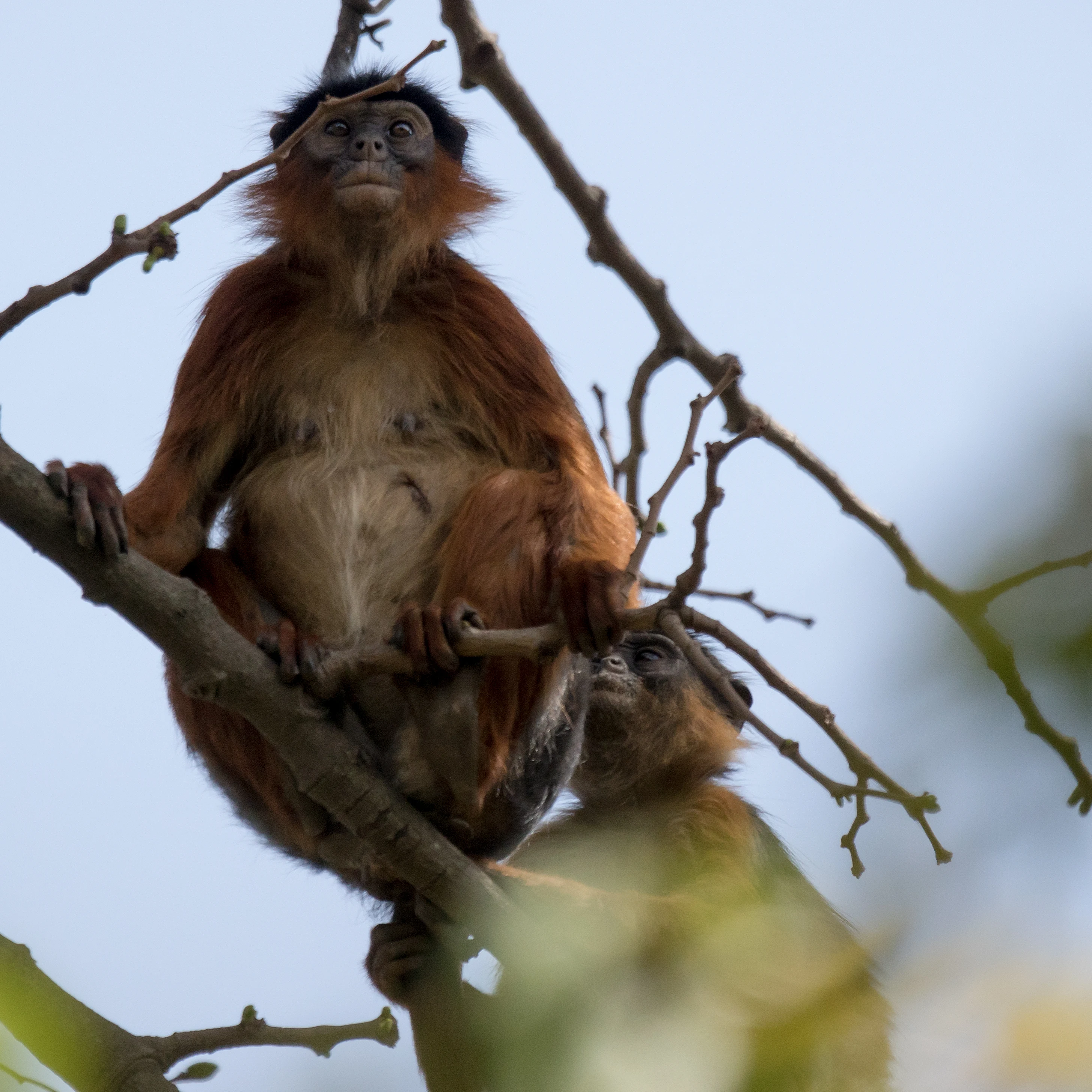 Red Colobus Monkey, The Gambia — photo by Jim Bennett