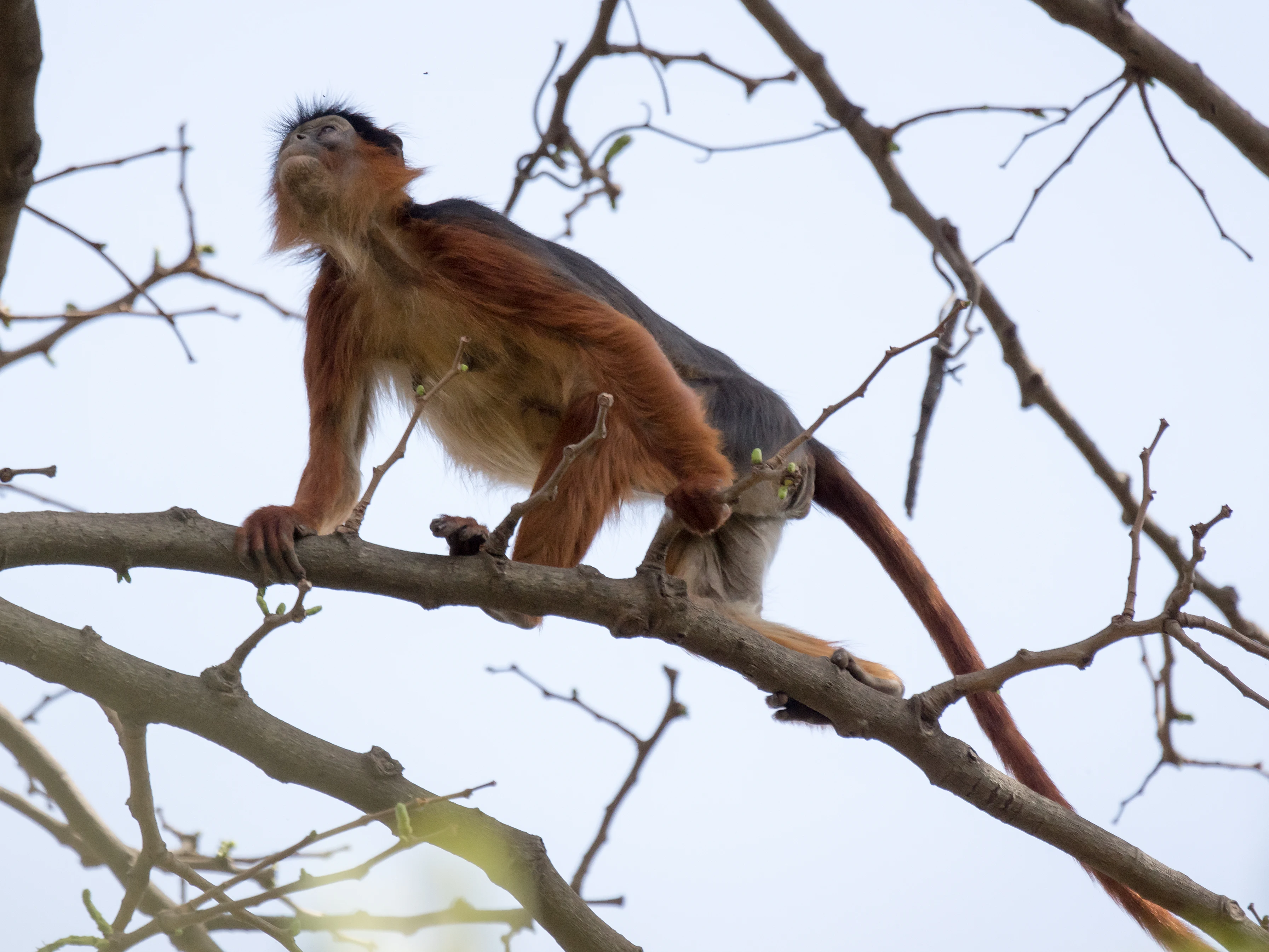Red Colobus Monkey, The Gambia — photo by Jim Bennett