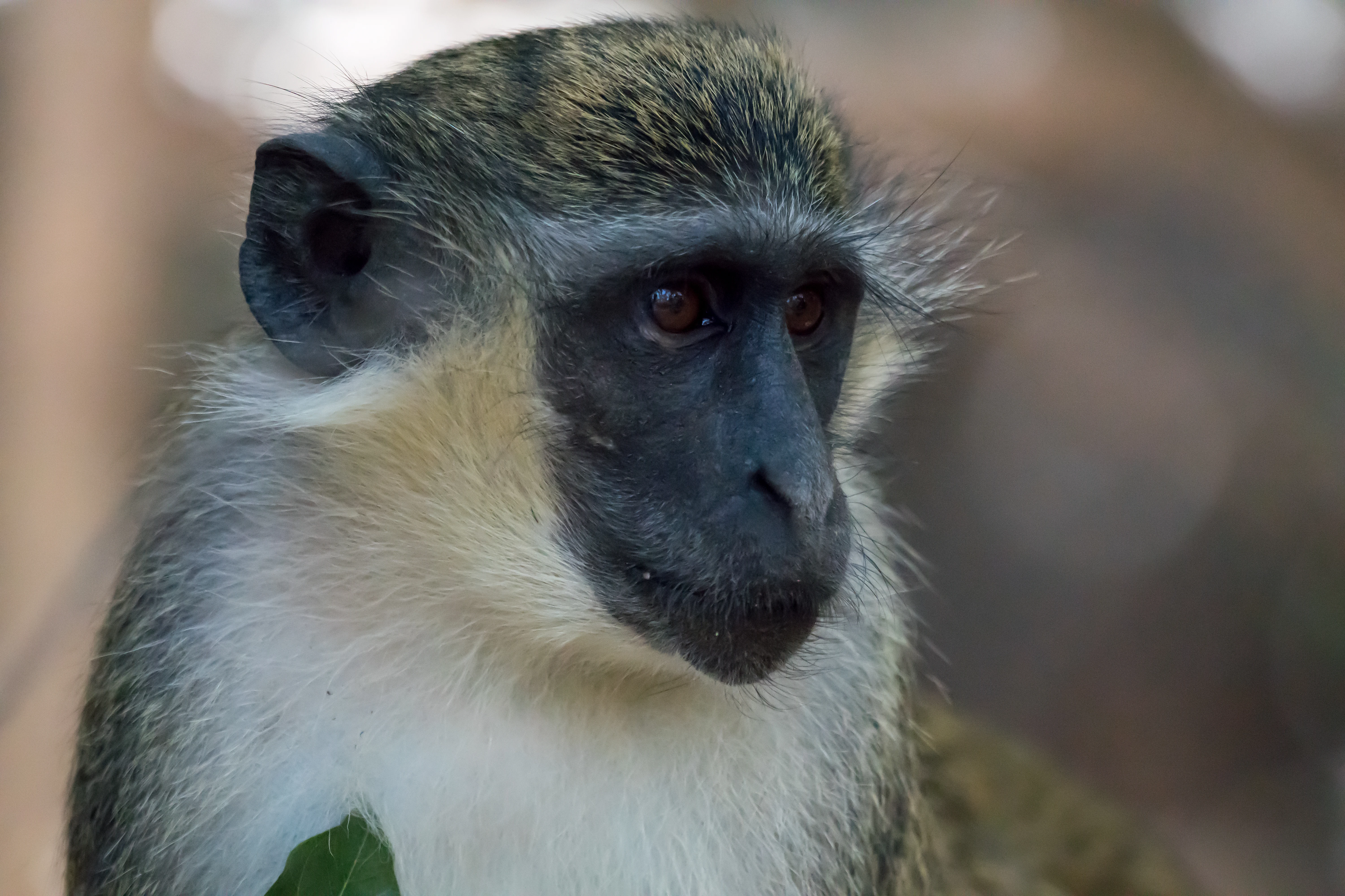 Green Vervet Monkey, The Gambia — photo by Jim Bennett