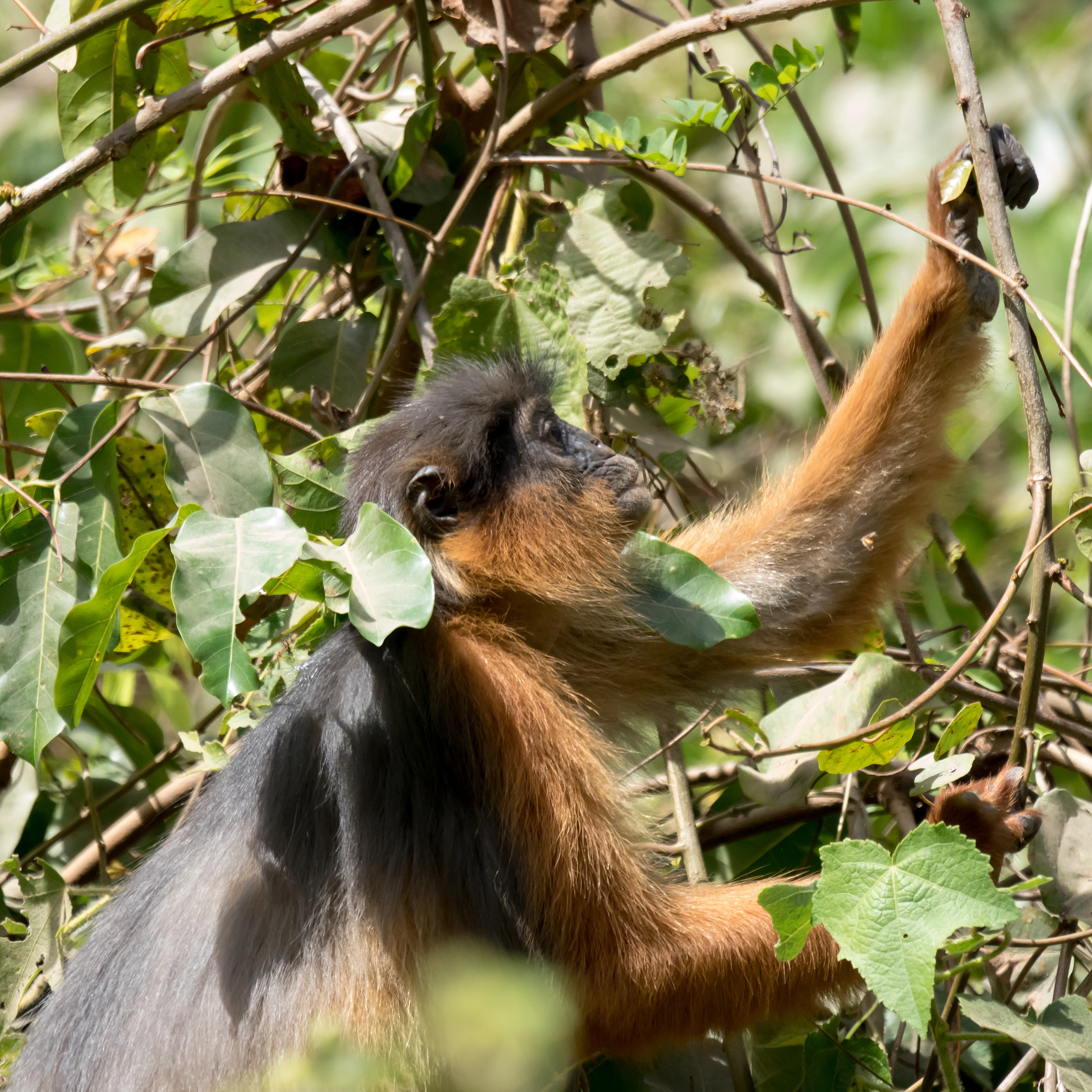 Red Colobus Monkey, The Gambia — photo by Jim Bennett
