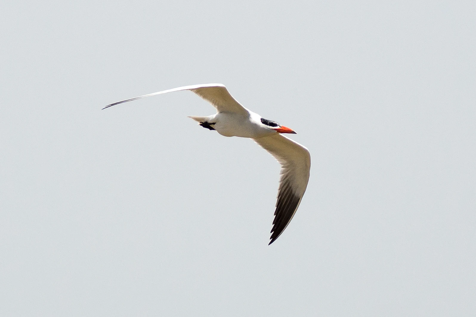 Caspian Tern, The Gambia — photo by Jim Bennett