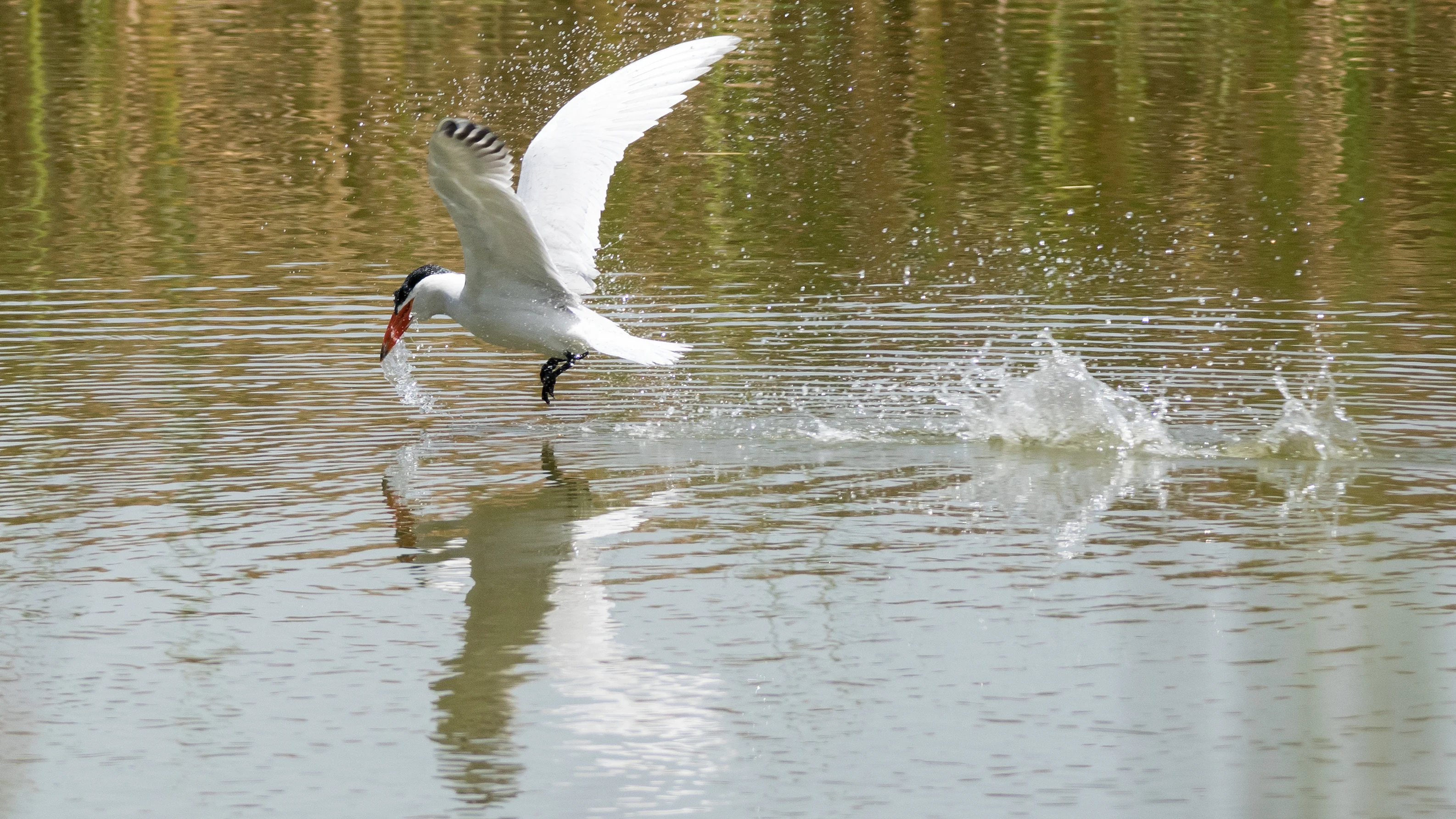 Caspian Tern, The Gambia — photo by Jim Bennett