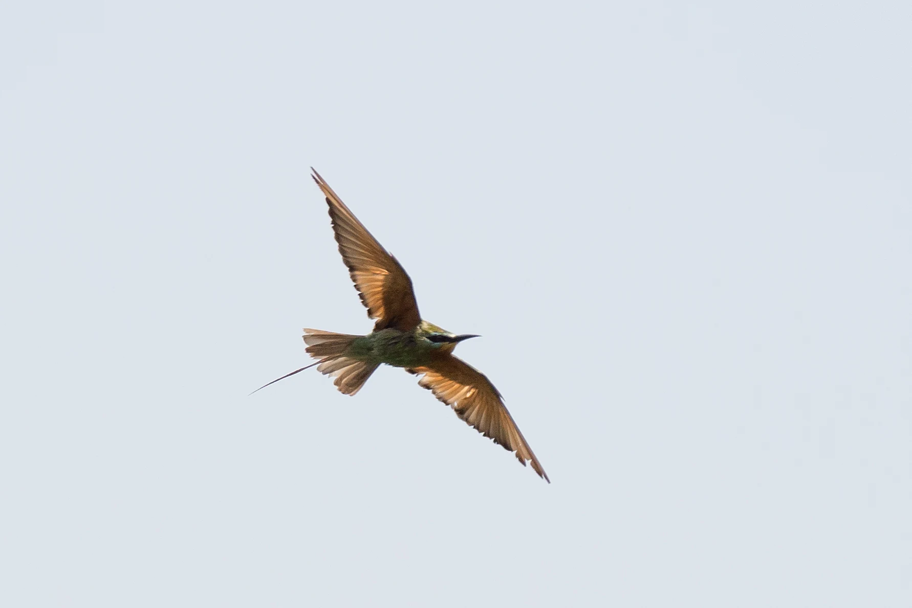 Blue-cheeked Bee-eater, The Gambia — photo by Jim Bennett